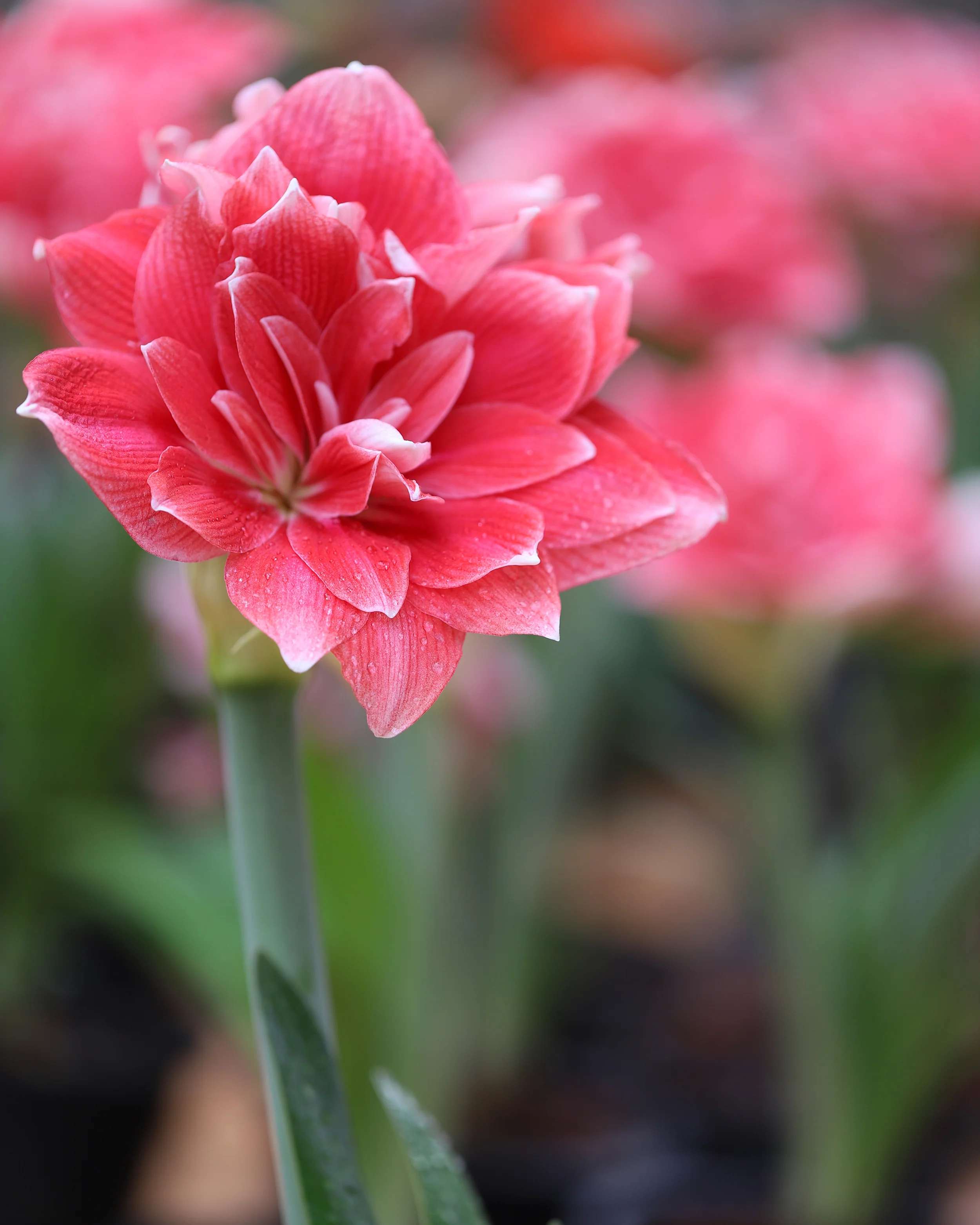 Amaryllis 'Double Dream' - Image 2
