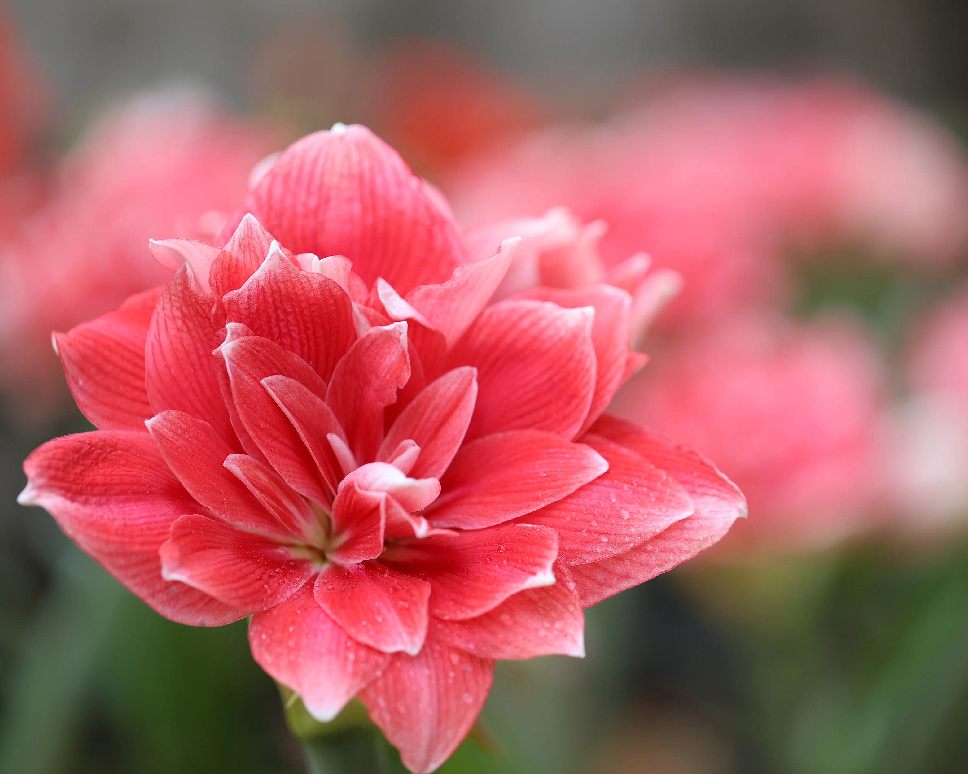 Amaryllis 'Double Dream' - Image 4