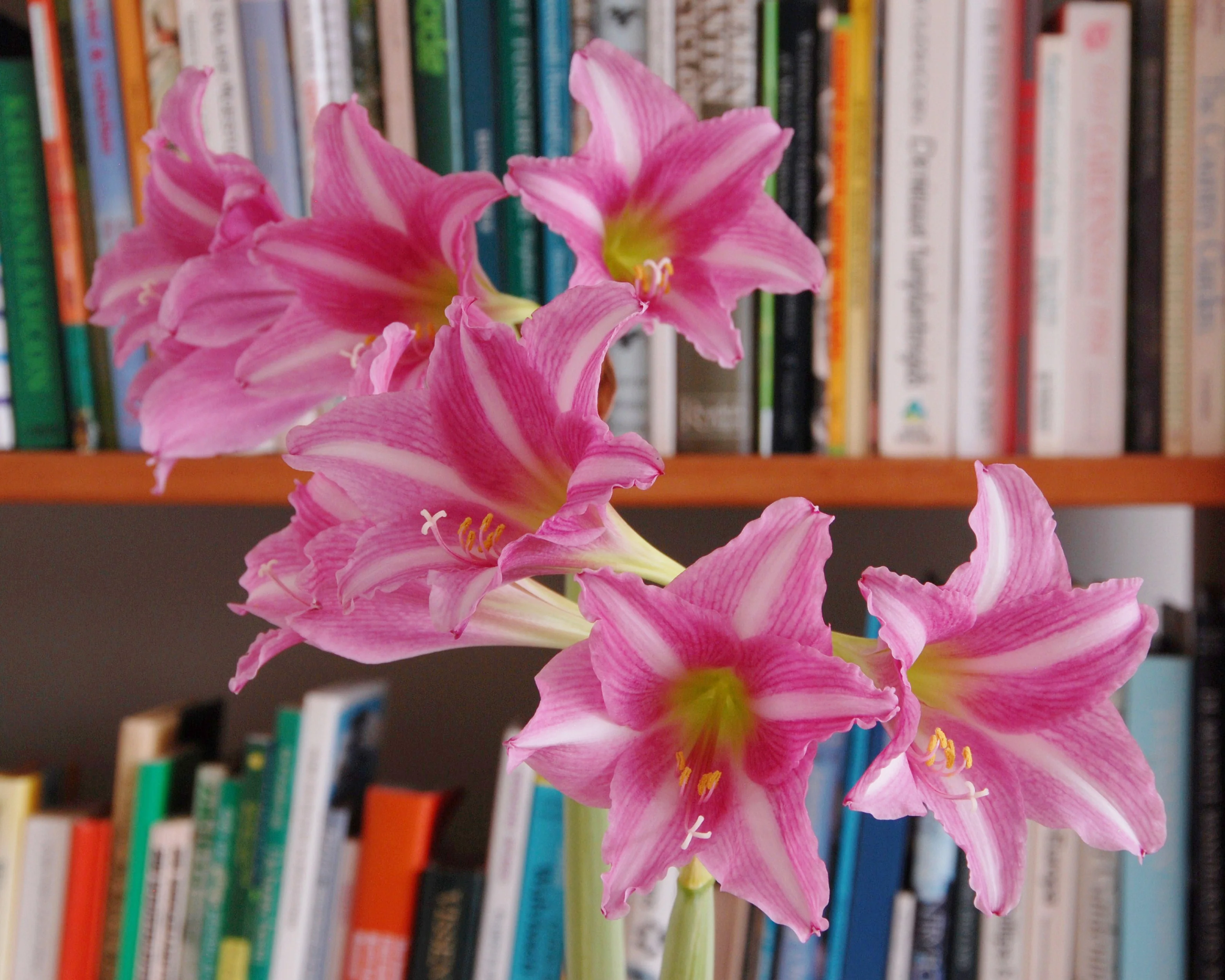 Amaryllis 'Estella' - Image 2