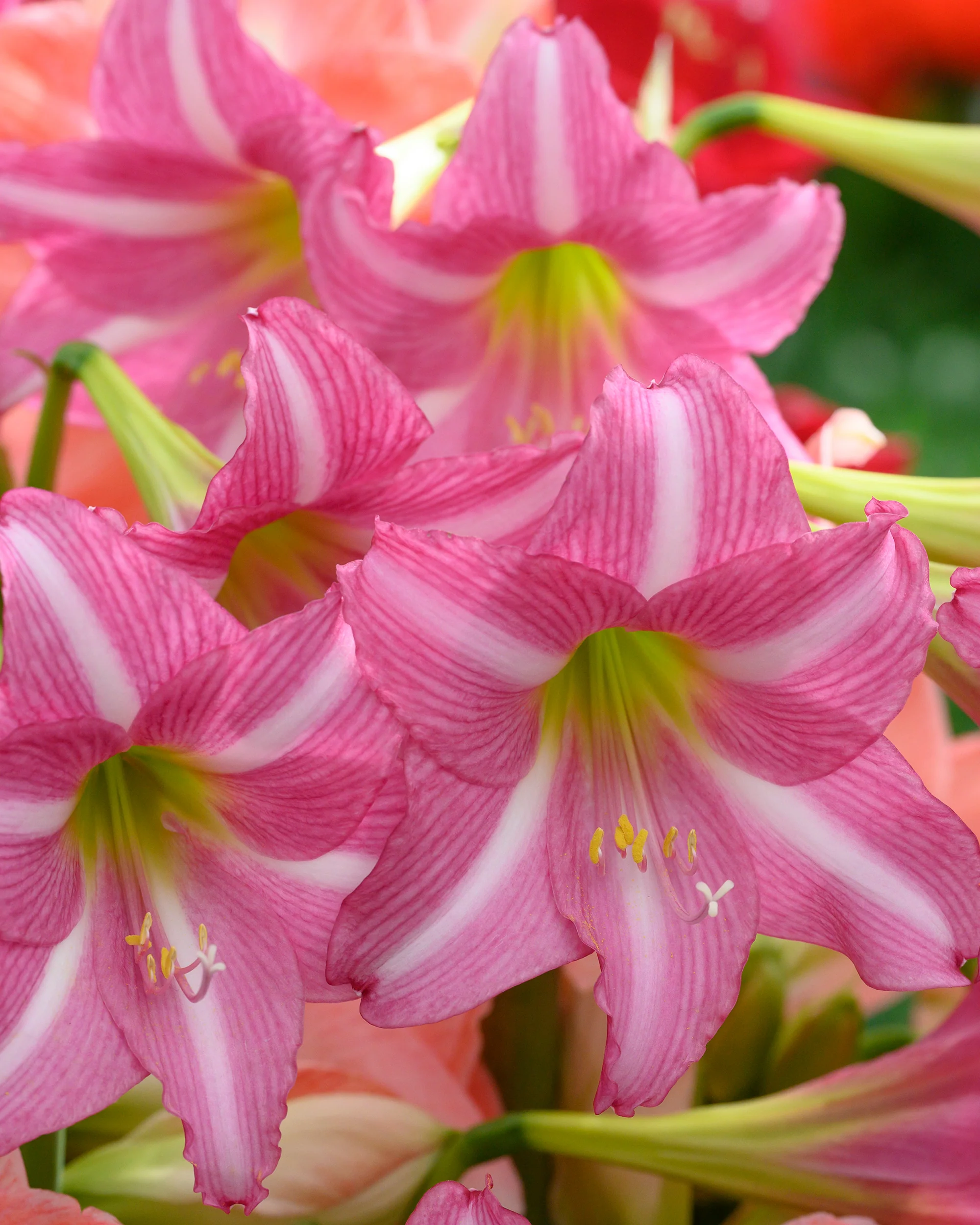 Amaryllis 'Estella' - Image 4