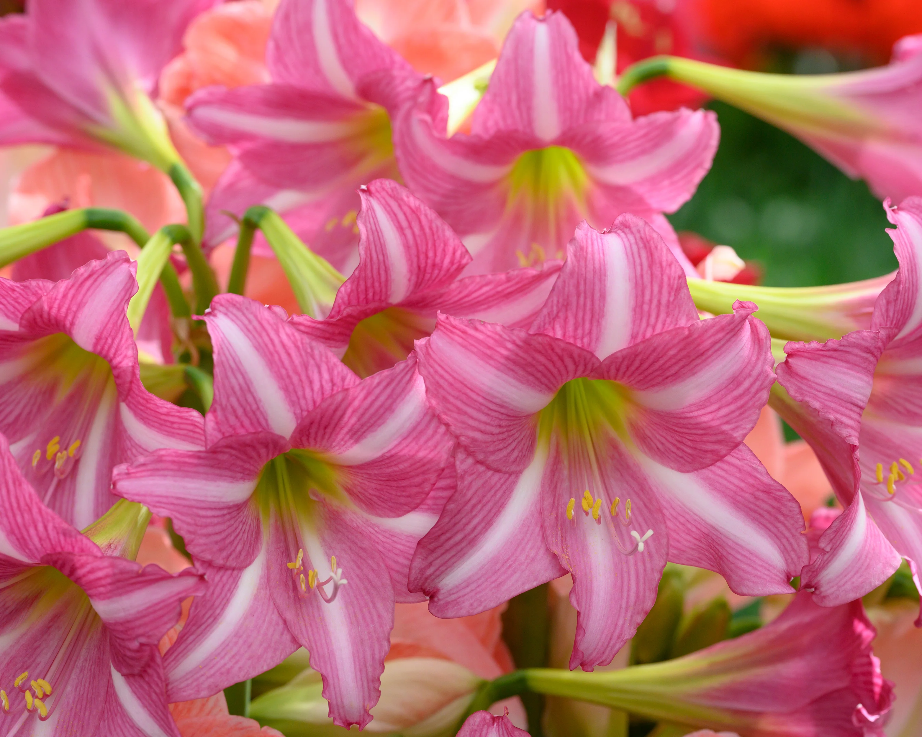 Amaryllis 'Estella' - Image 7