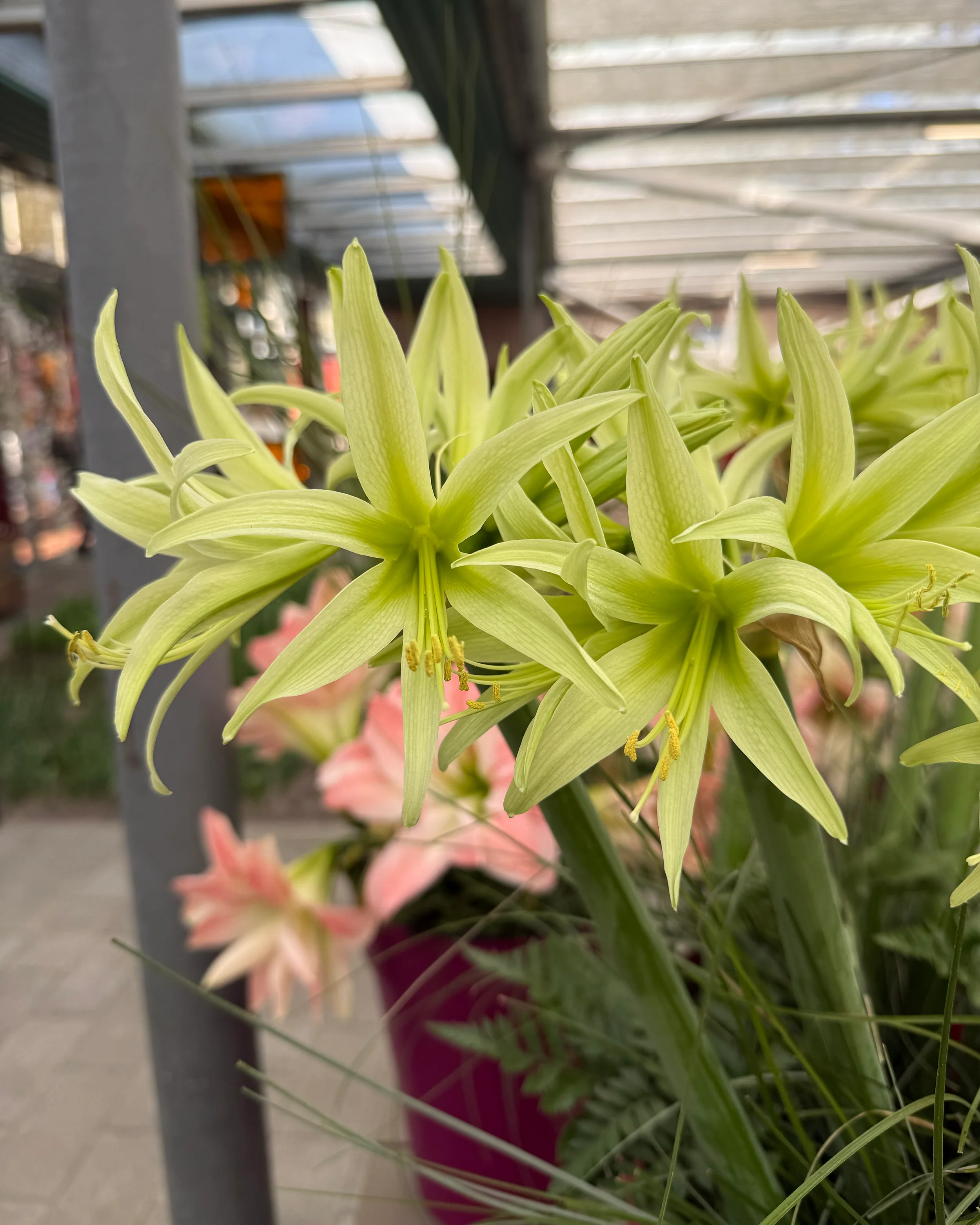 Amaryllis 'Evergreen' - Image 11