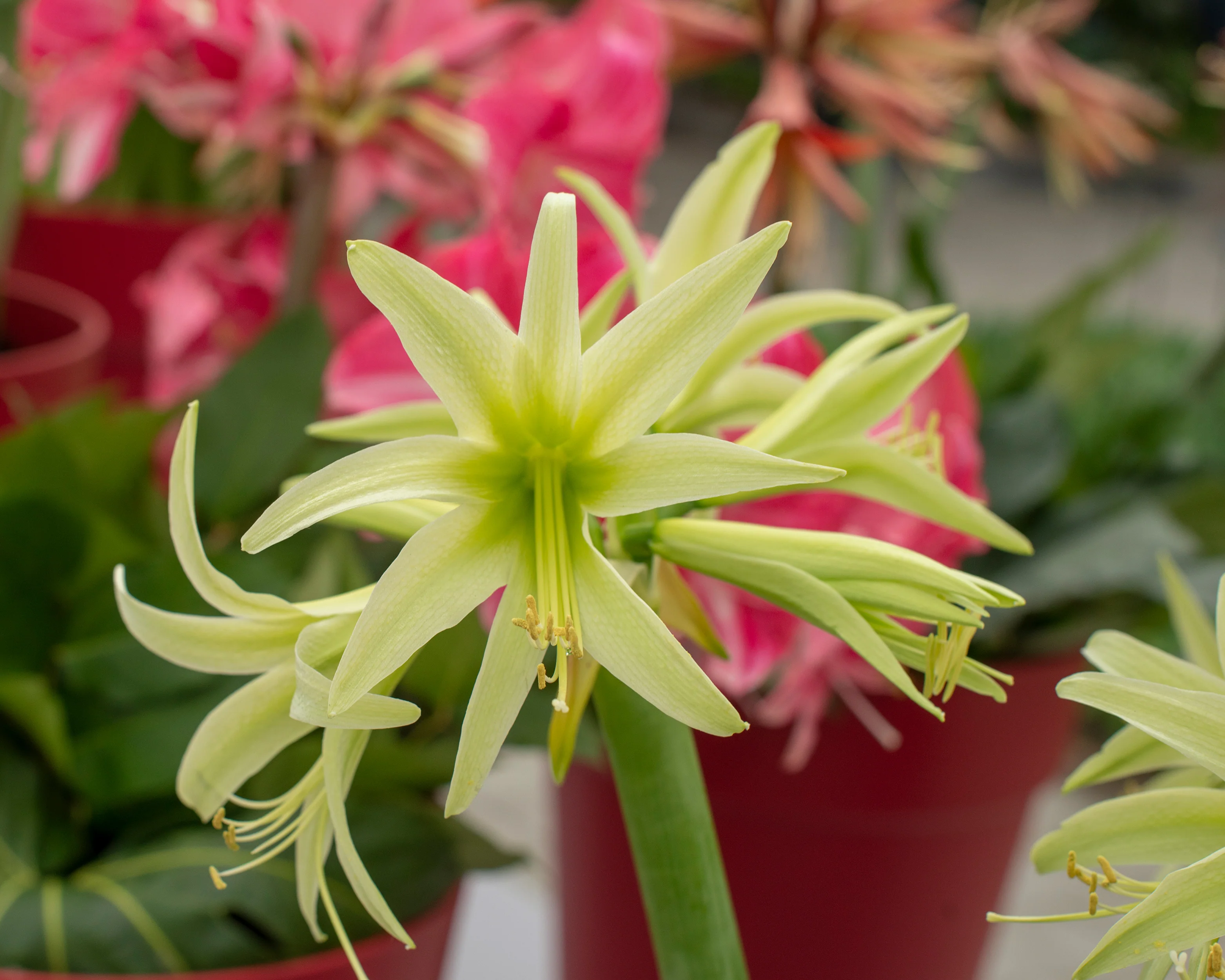 Amaryllis 'Evergreen' - Image 2