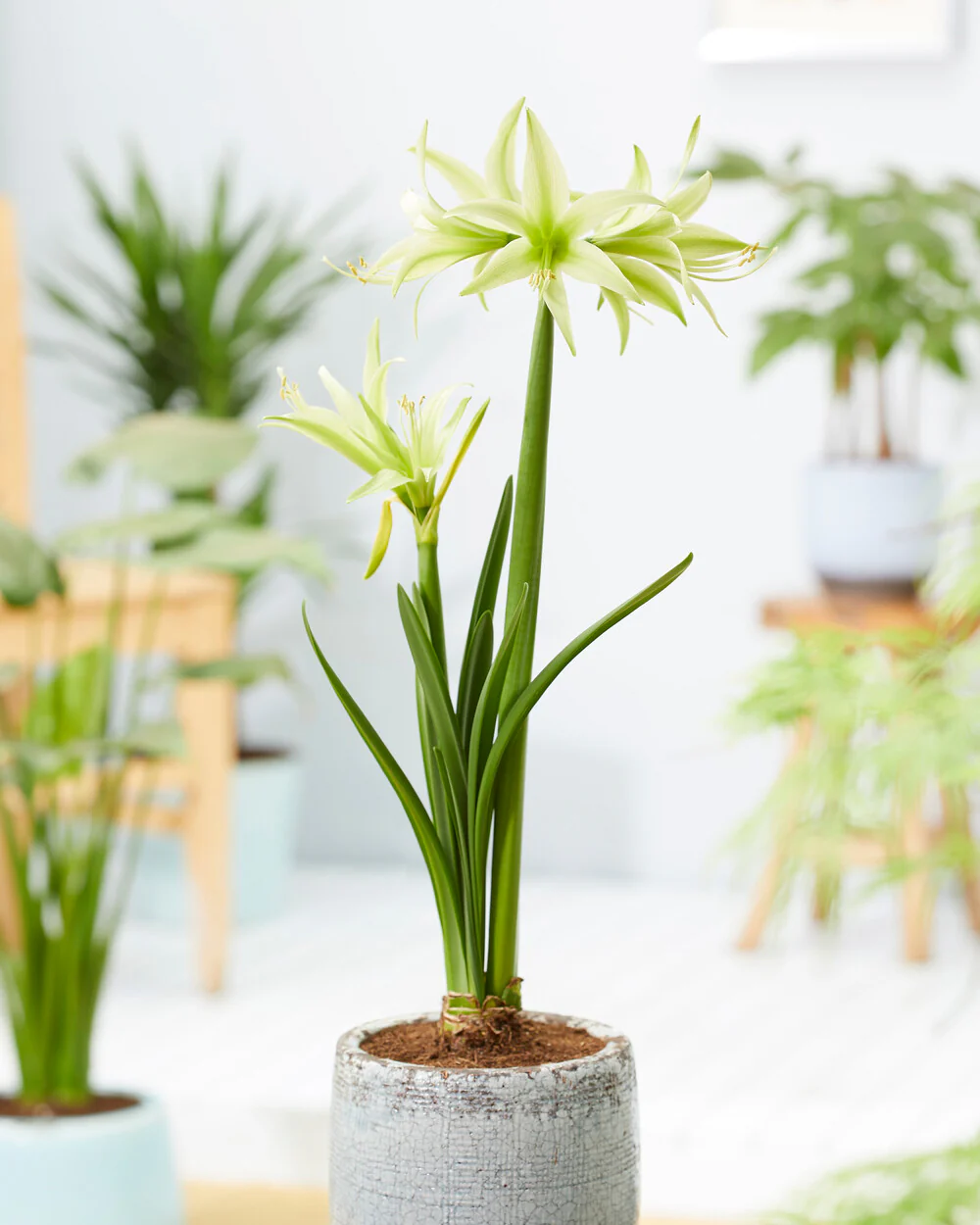 Amaryllis 'Evergreen' - Image 3