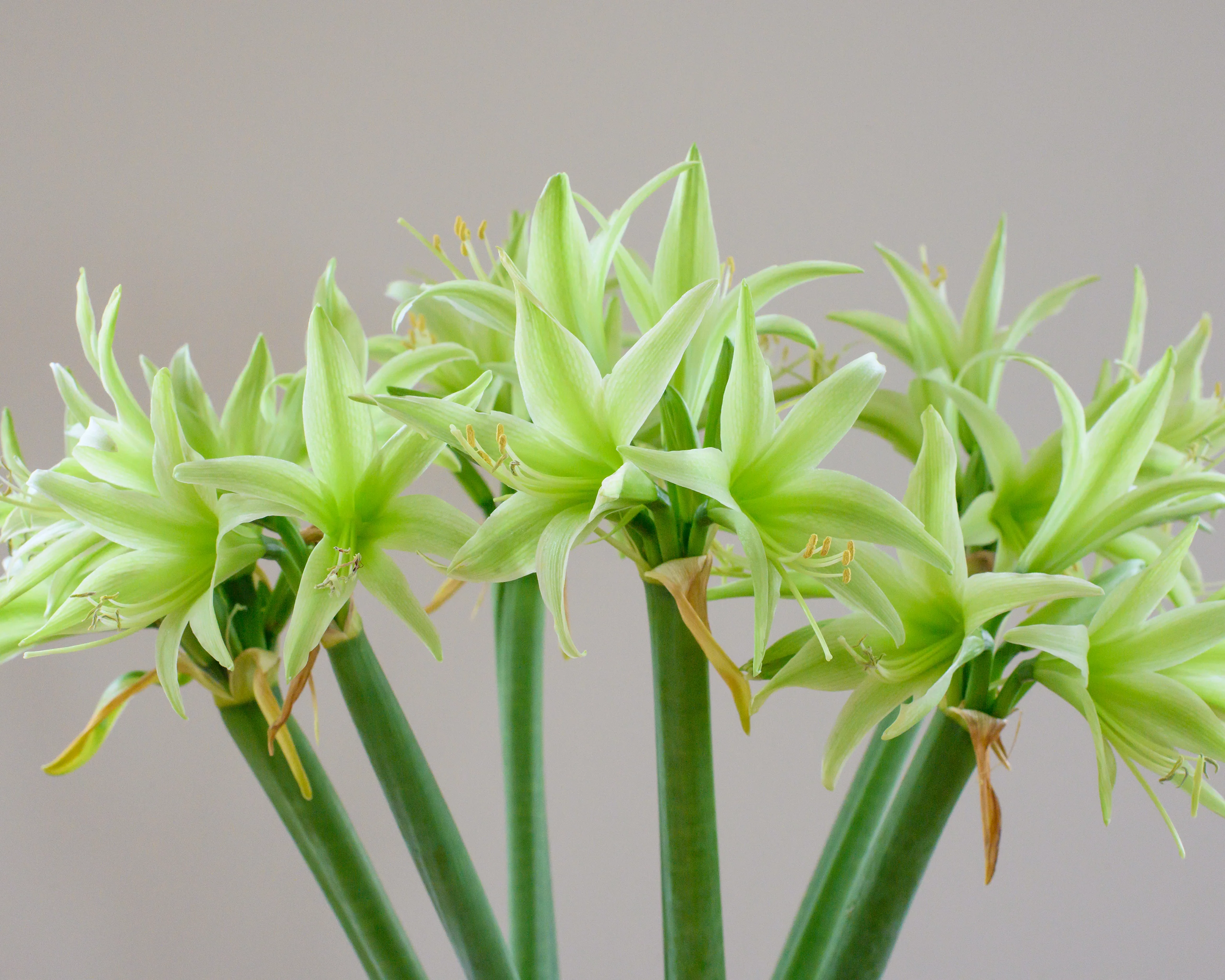 Amaryllis 'Evergreen' - Image 4
