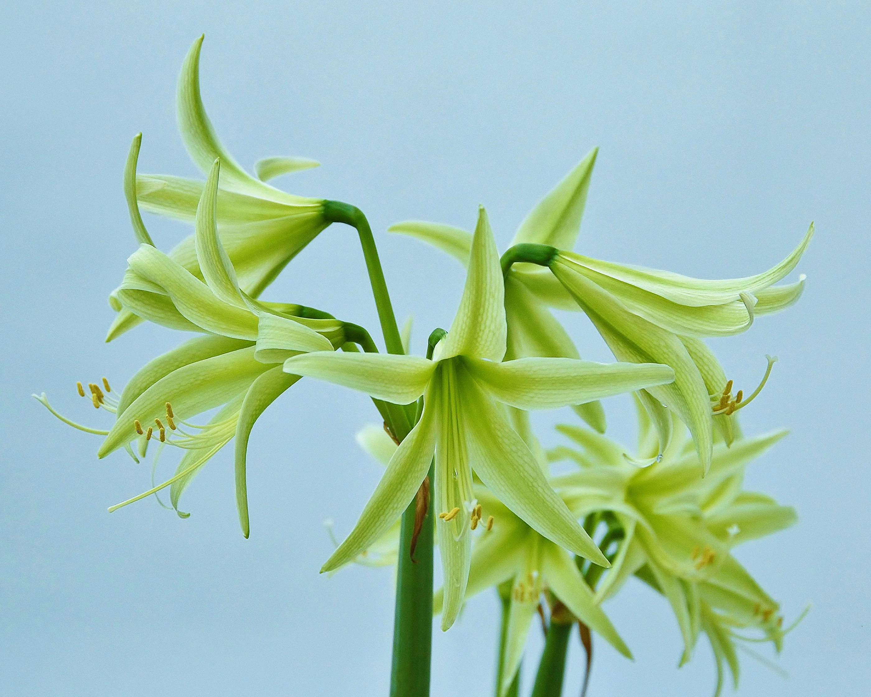 Amaryllis 'Evergreen' - Image 6