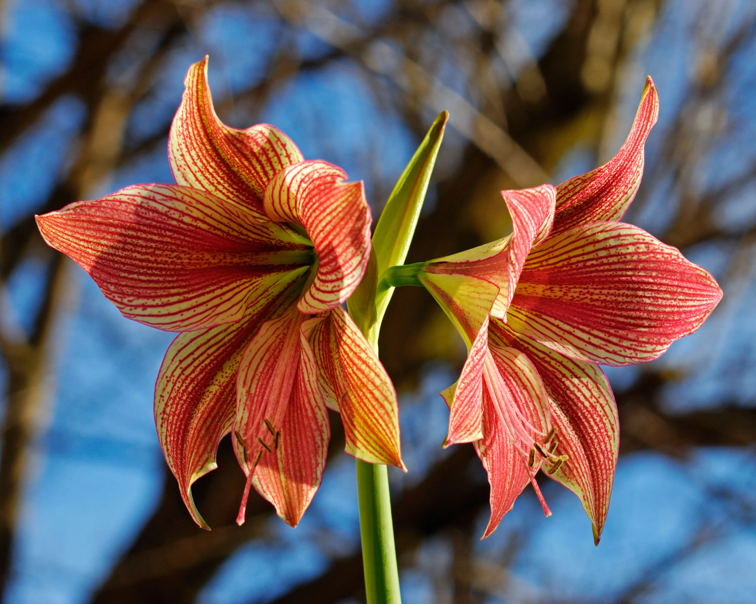 Amaryllis 'Exotic Star' - Image 11