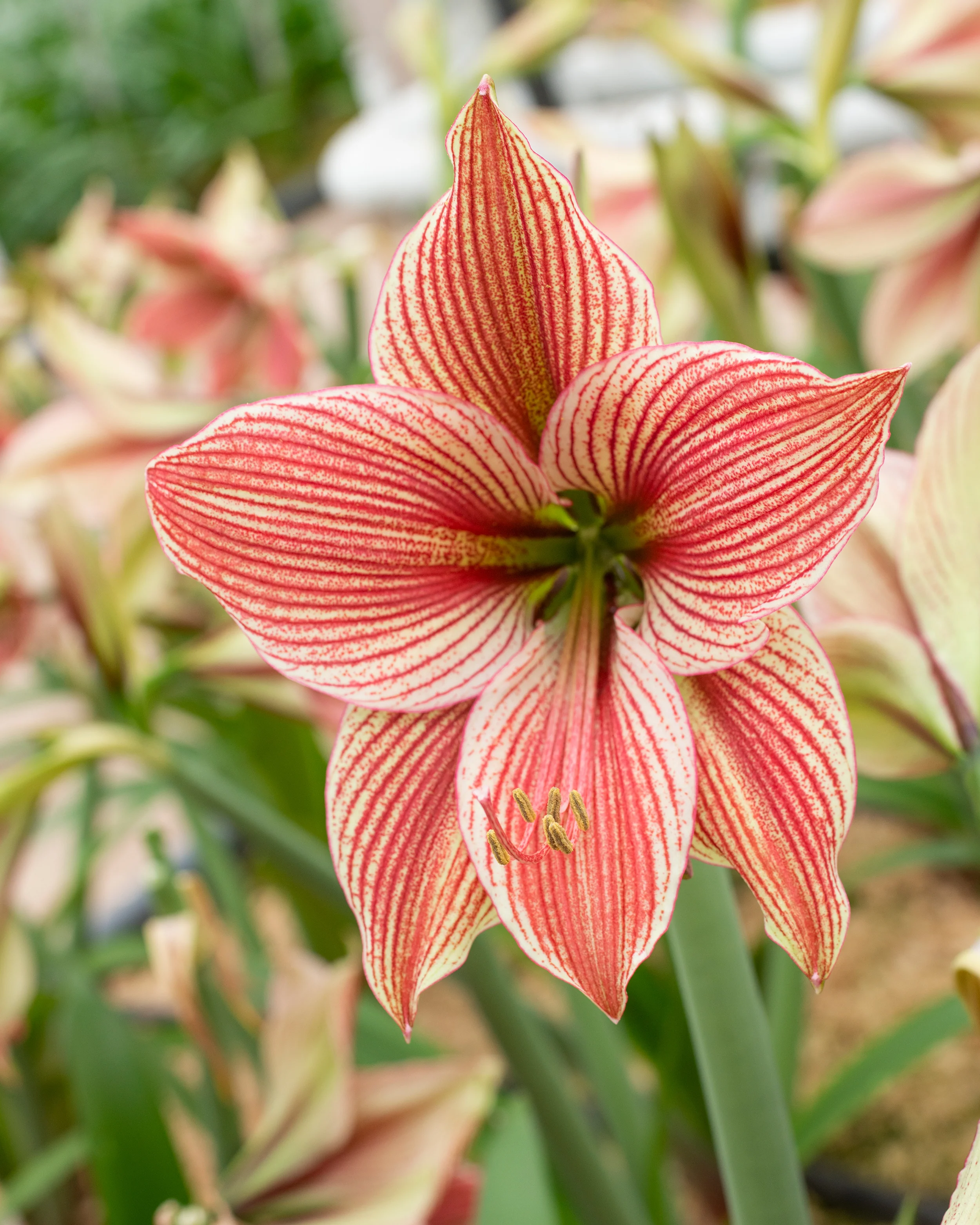 Amaryllis 'Exotic Star' - Image 2