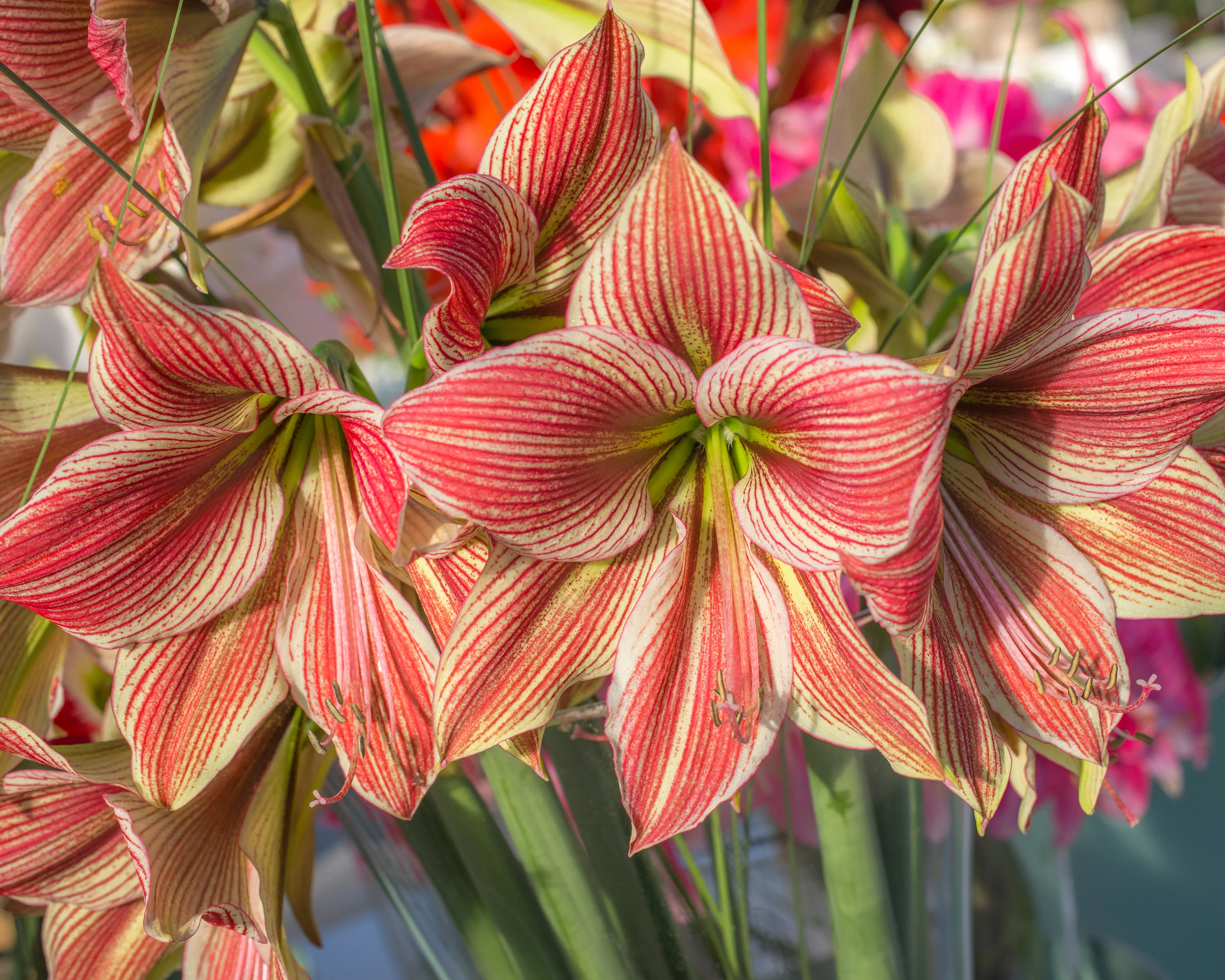 Amaryllis 'Exotic Star' - Image 3