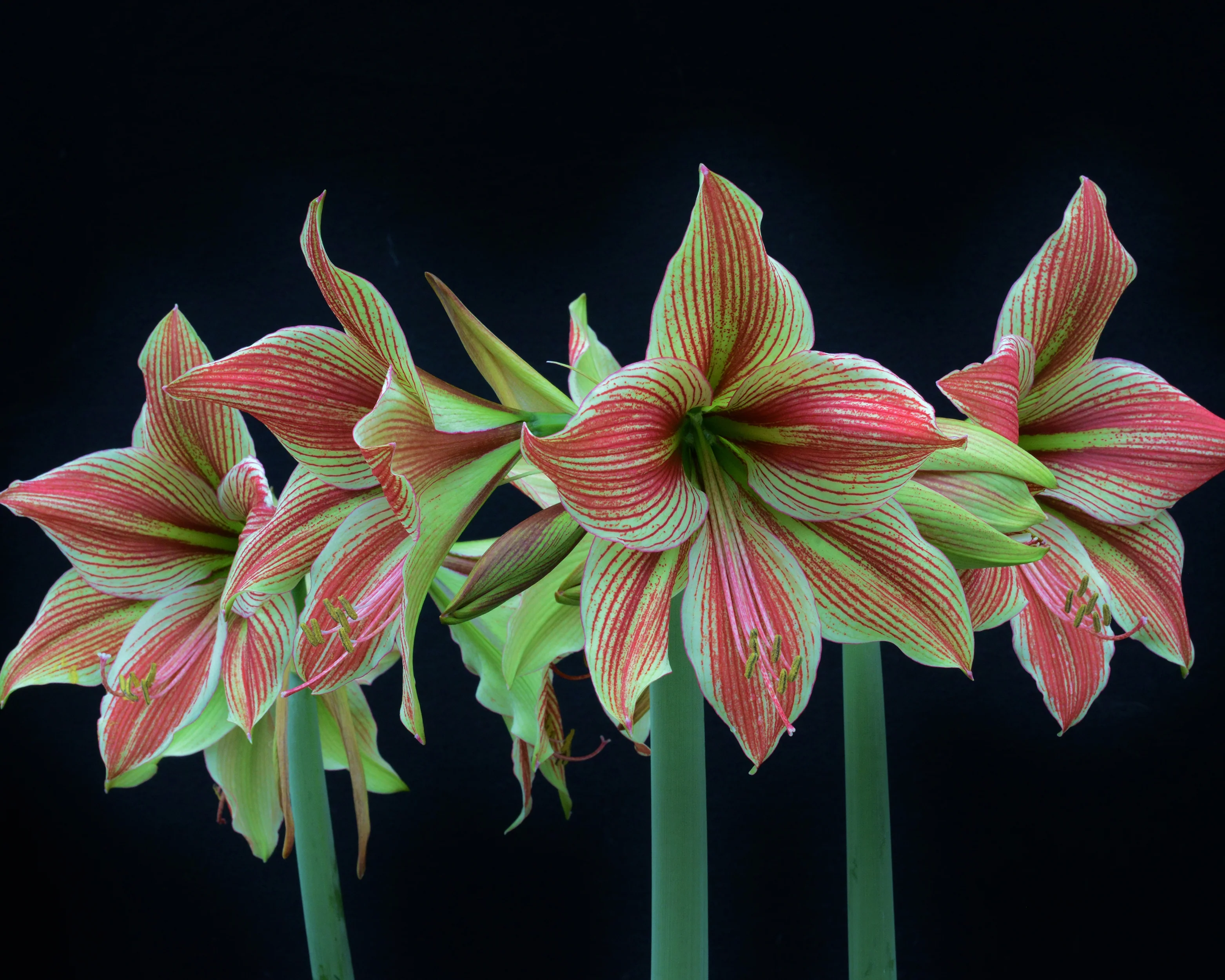 Amaryllis 'Exotic Star' - Image 7