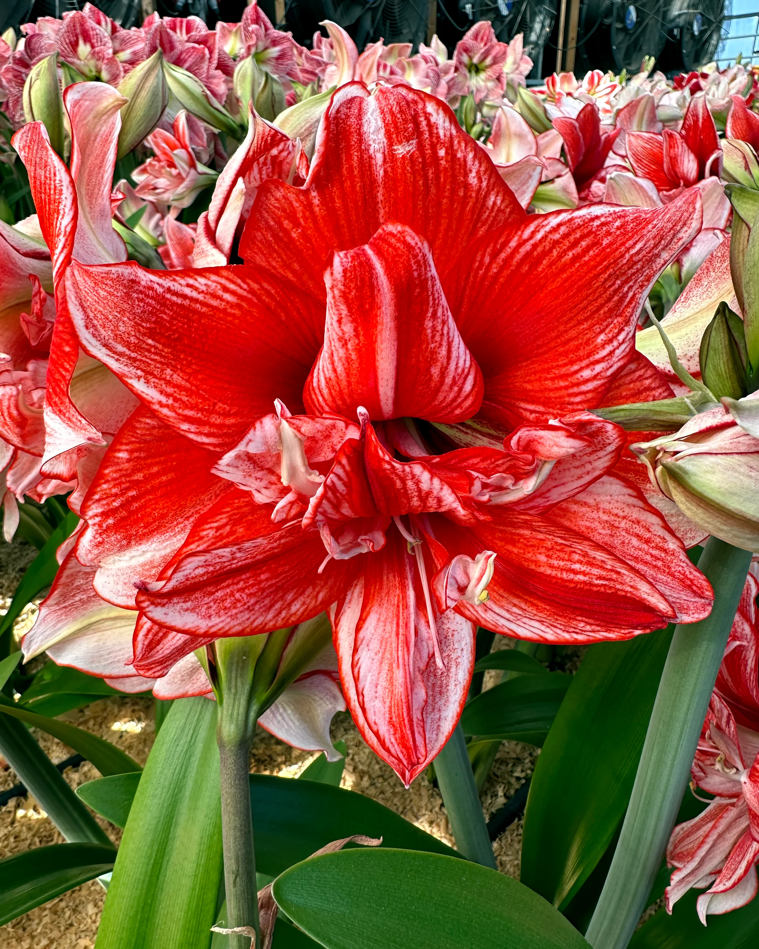 Amaryllis 'Flamed Amadeus' - Image 10