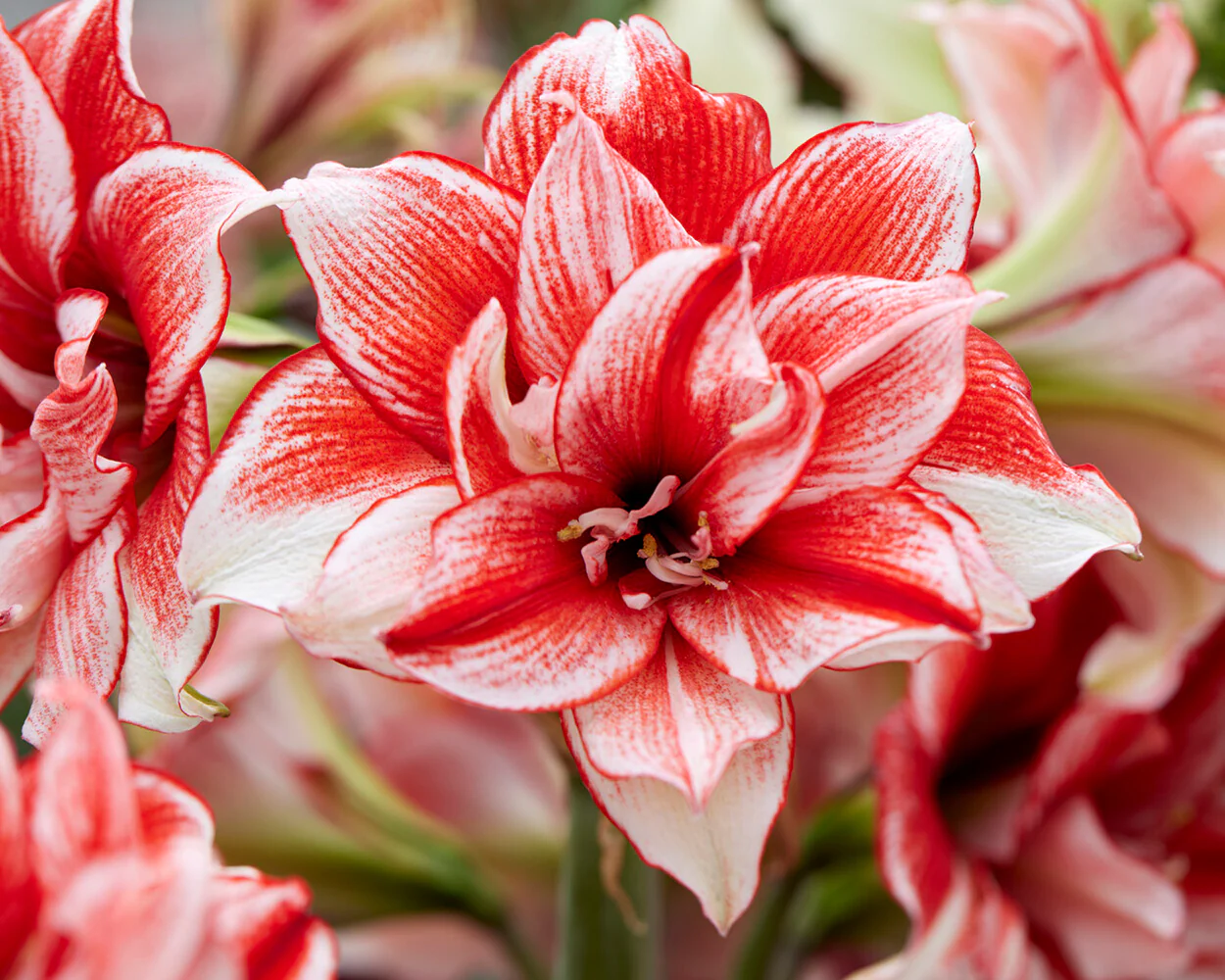 Amaryllis 'Flamed Amadeus' - Image 4