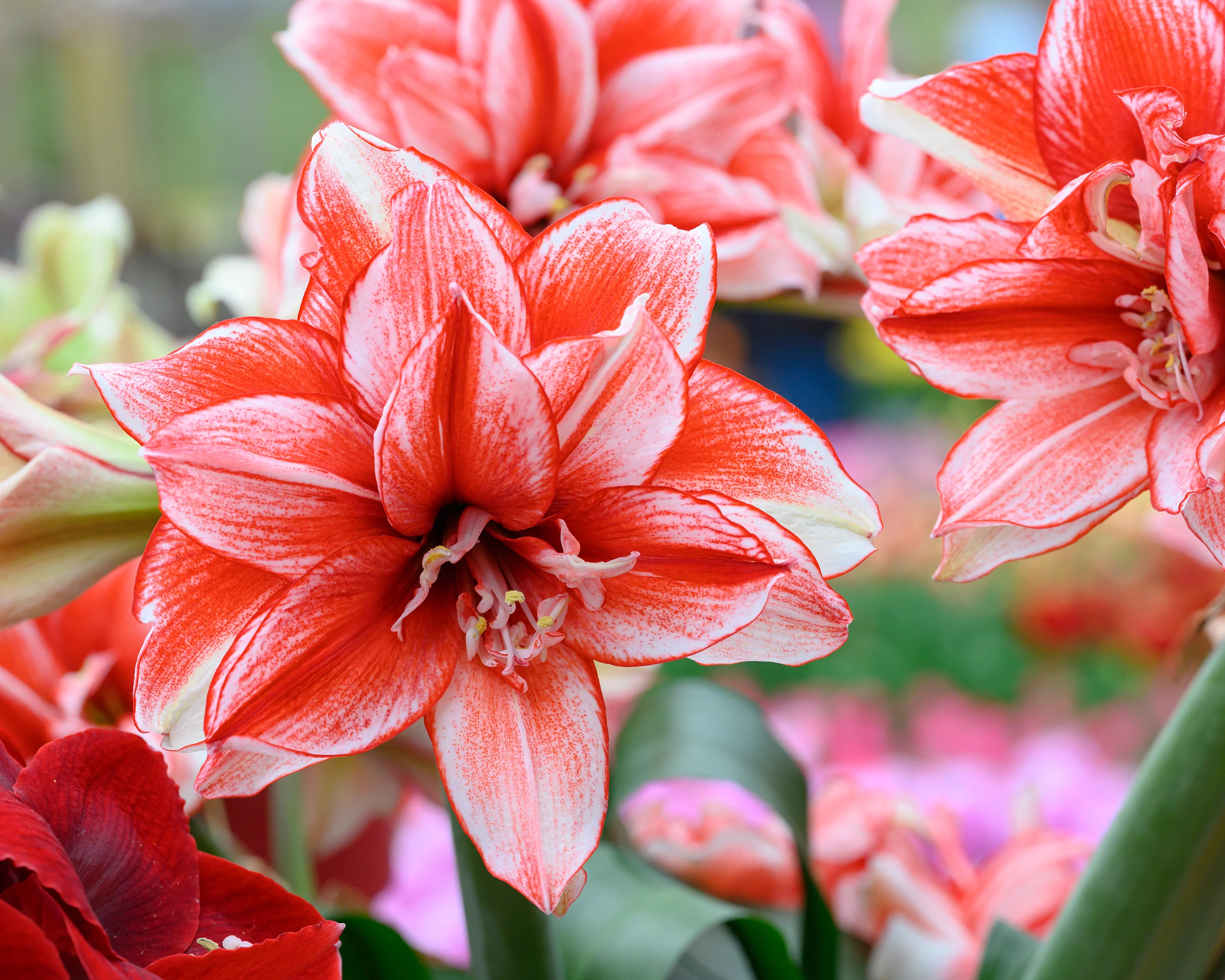 Amaryllis 'Flamed Amadeus' - Image 5
