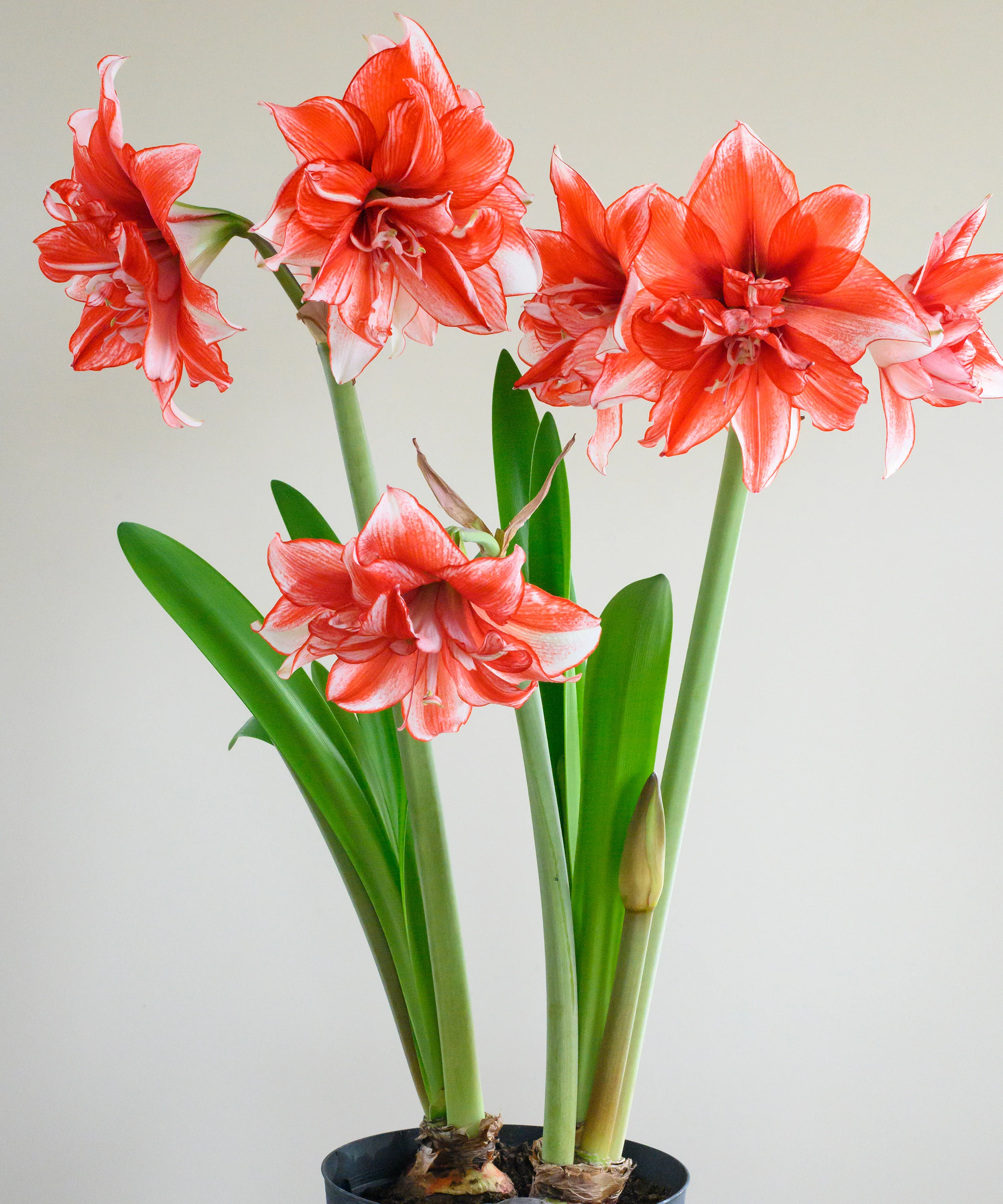 Amaryllis 'Flamed Amadeus' - Image 7