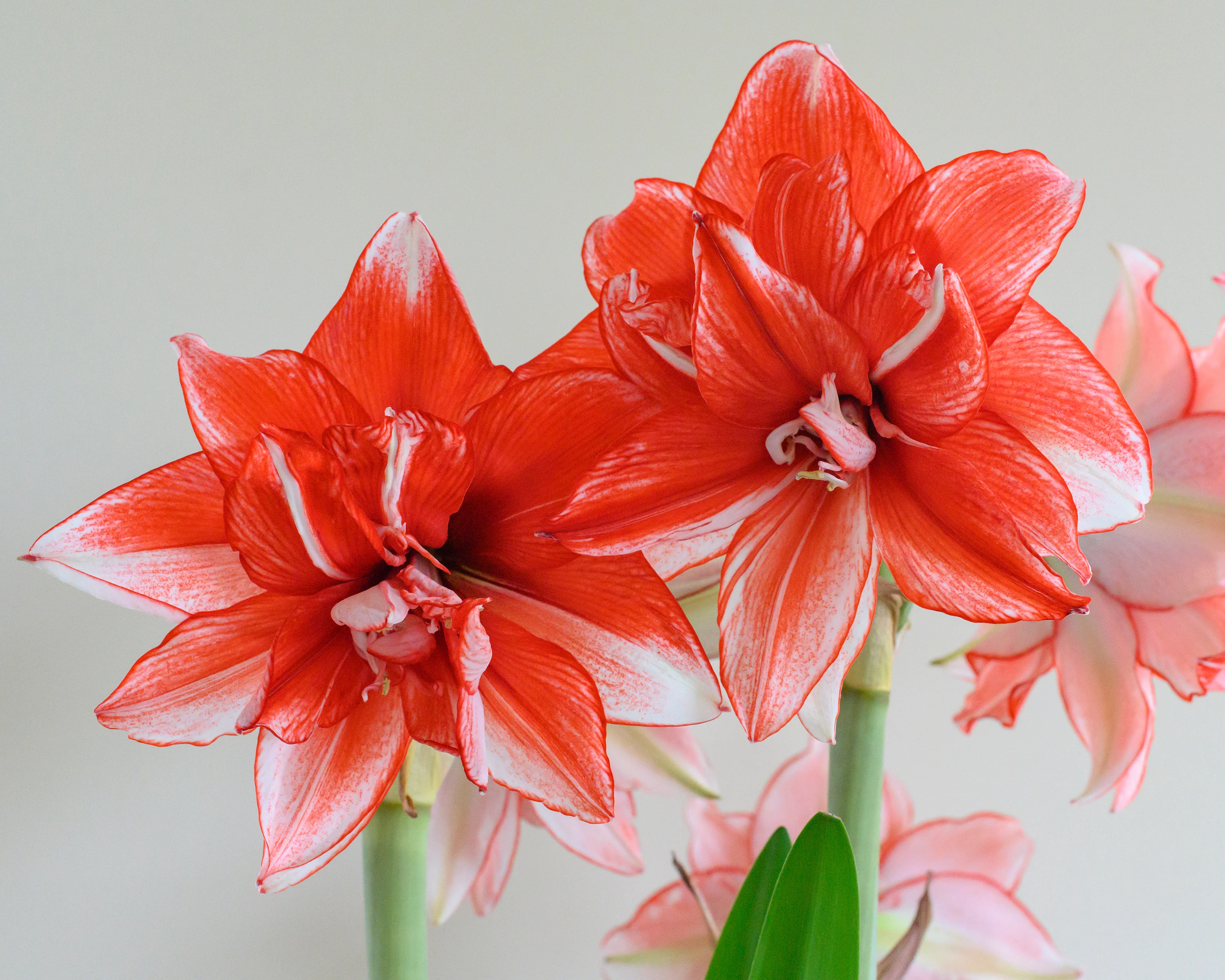 Amaryllis 'Flamed Amadeus' - Image 8