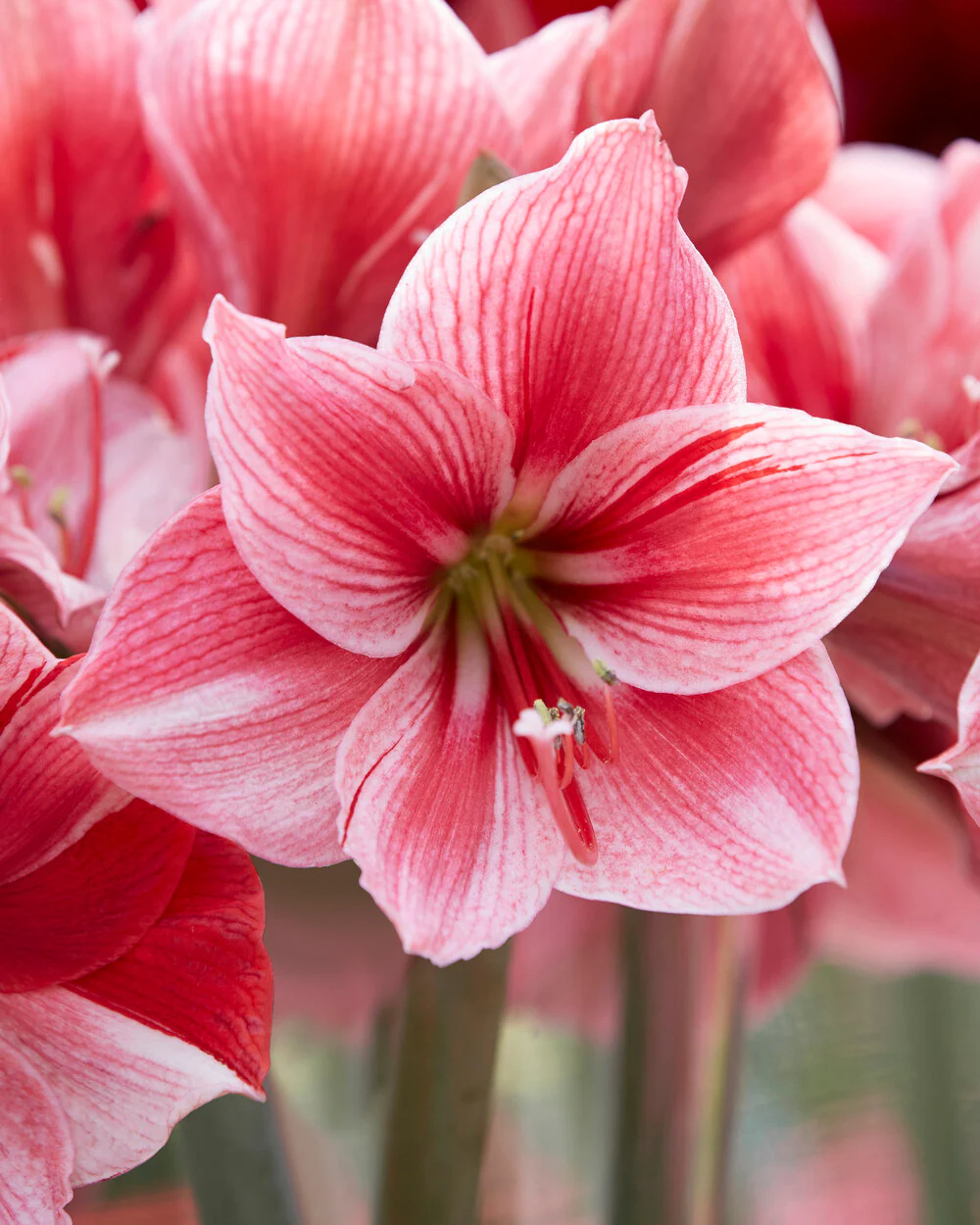 Amaryllis 'Gervase' - Image 2