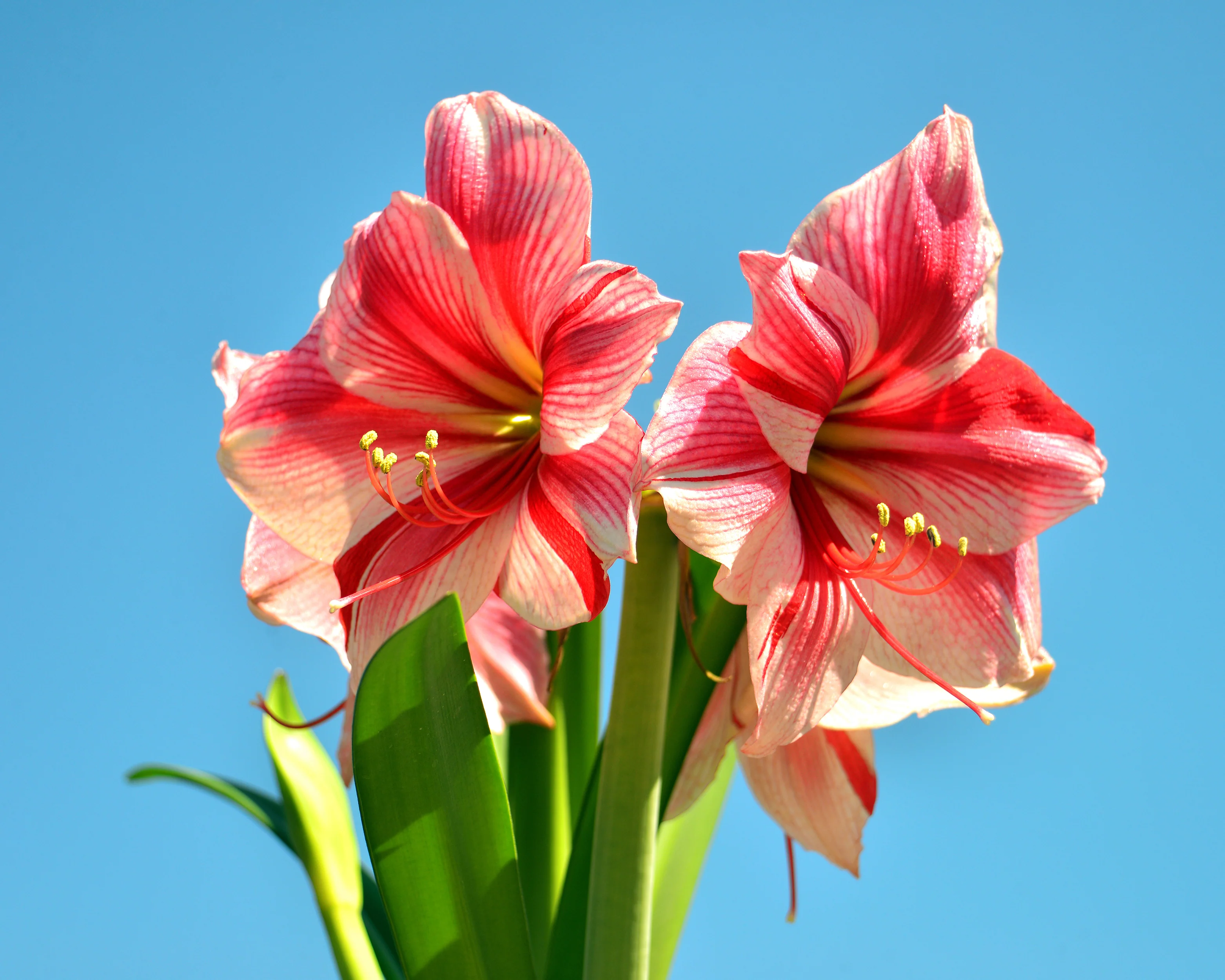 Amaryllis 'Gervase' - Image 3