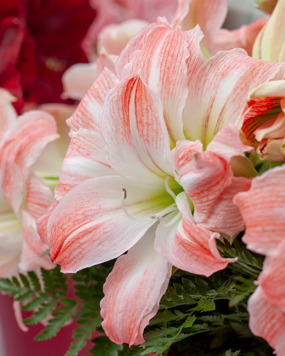 Amaryllis 'Giant Amadeus' - Image 12
