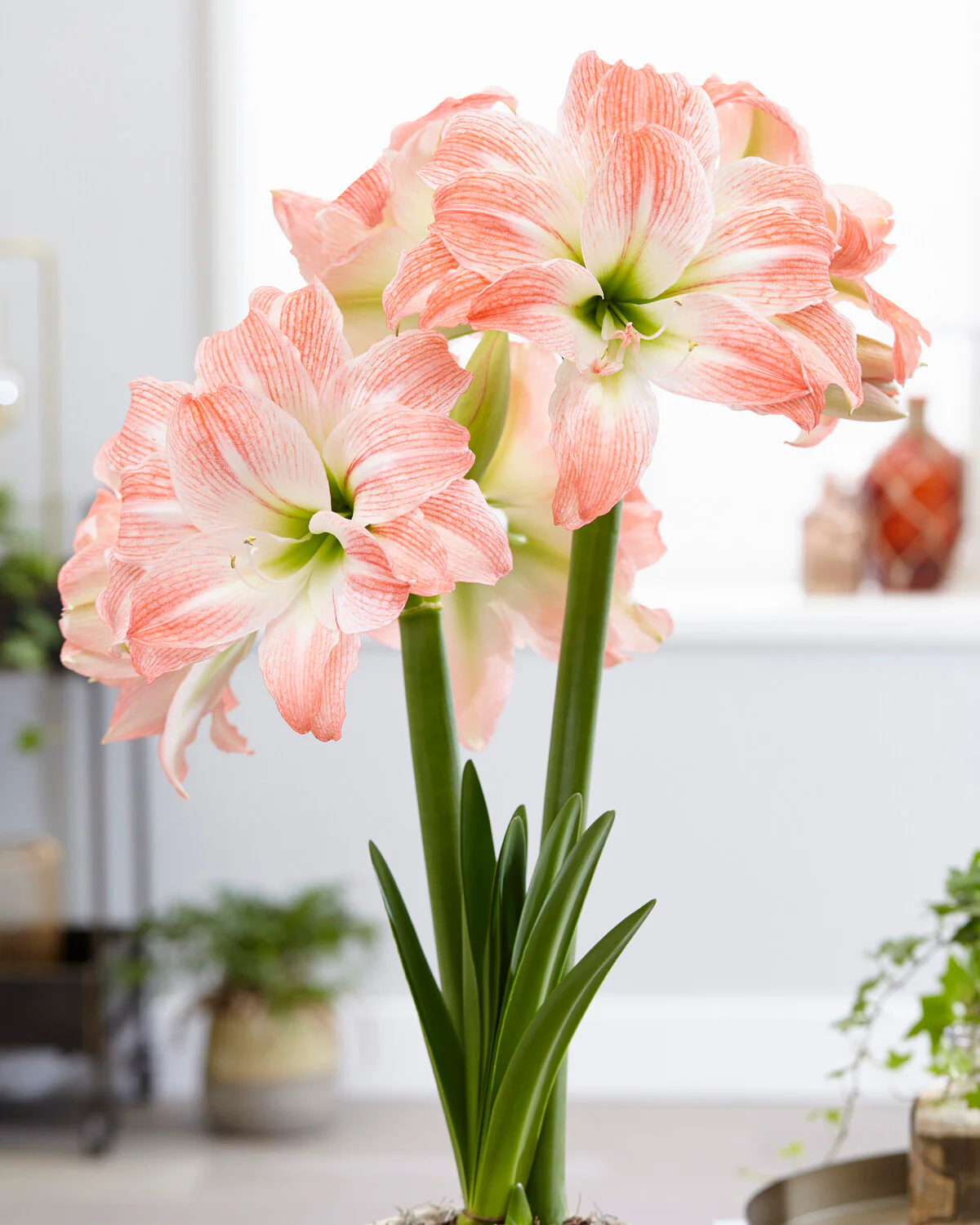 Amaryllis 'Giant Amadeus' - Image 4