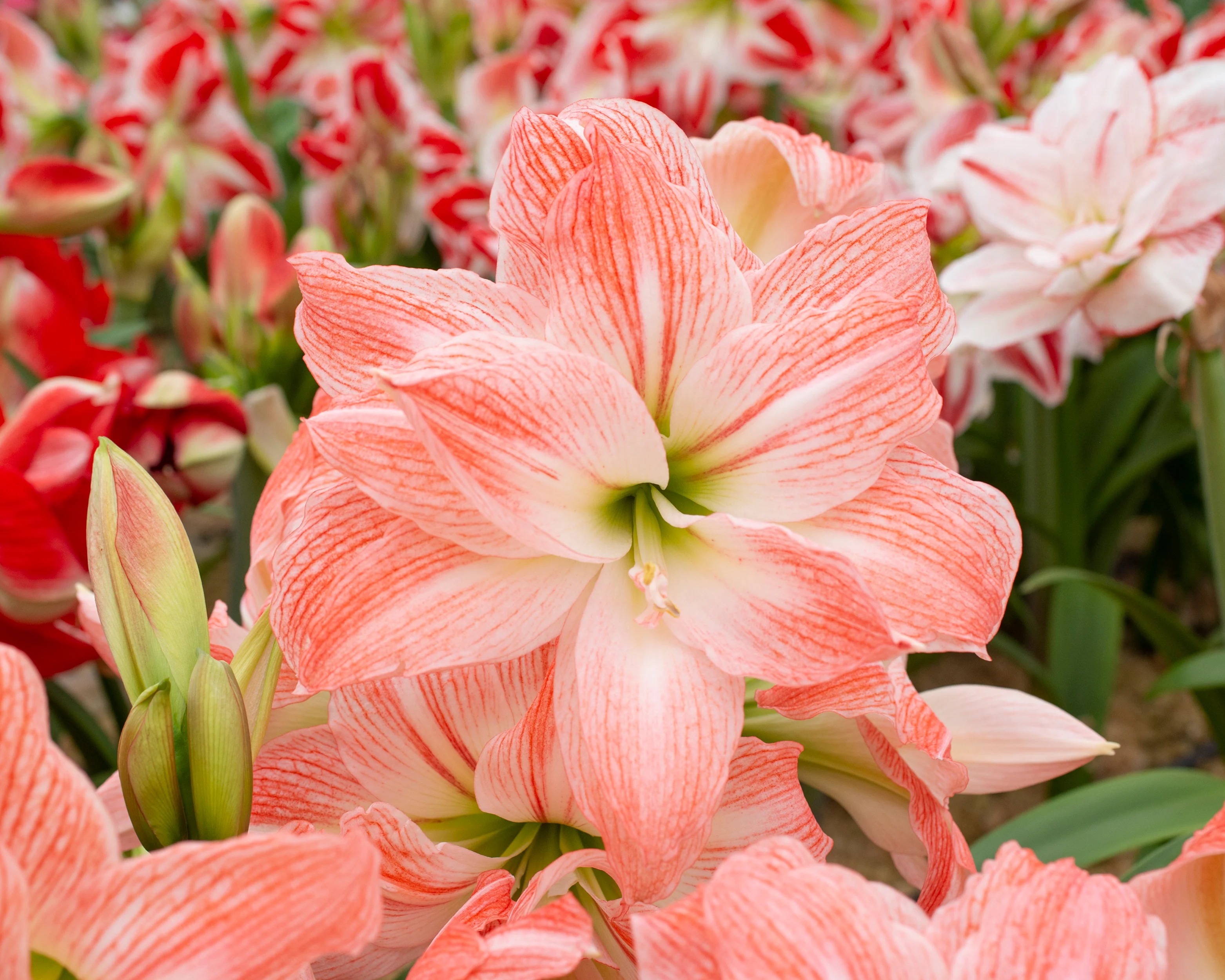 Amaryllis 'Giant Amadeus' - Image 6