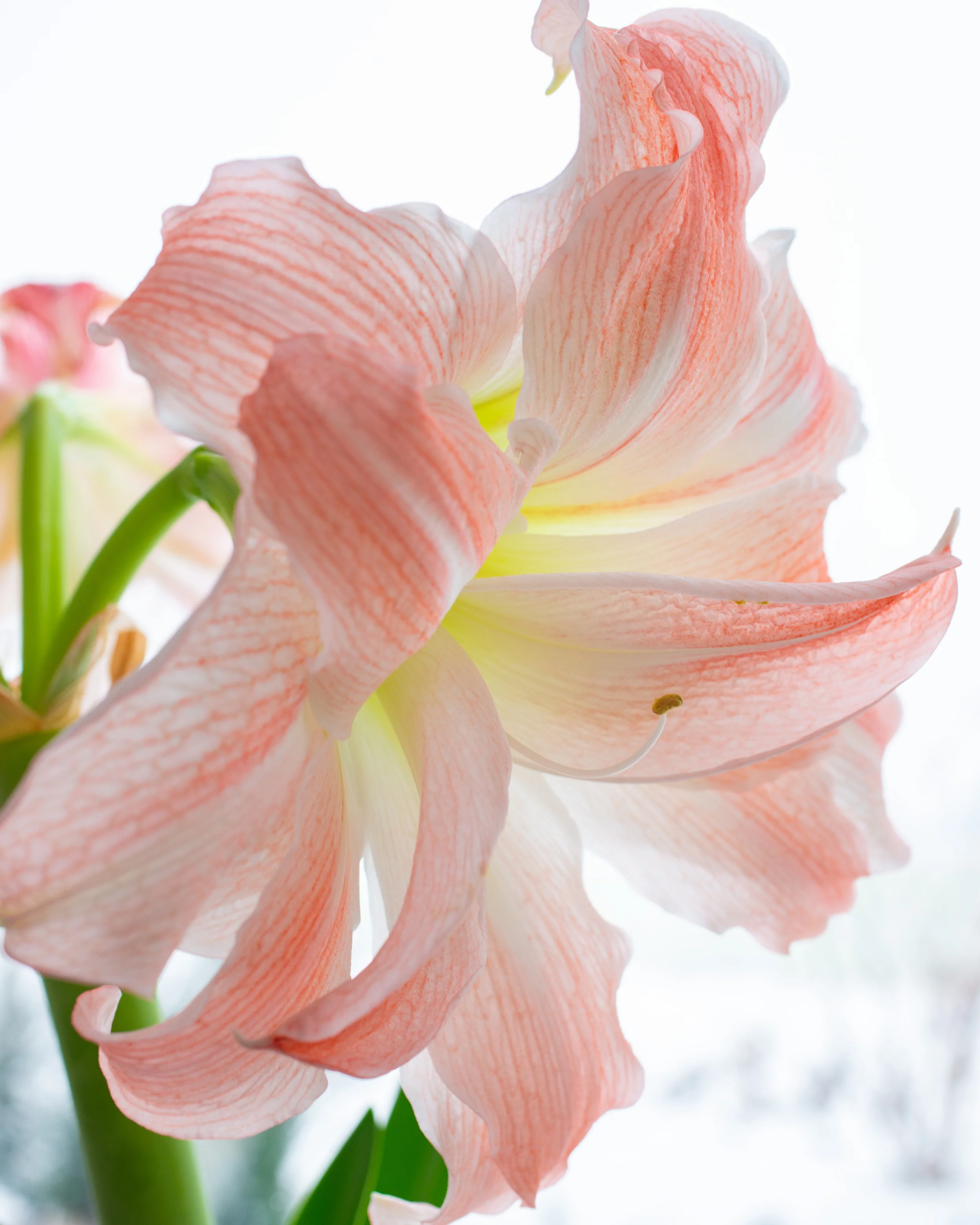 Amaryllis 'Giant Amadeus' - Image 9