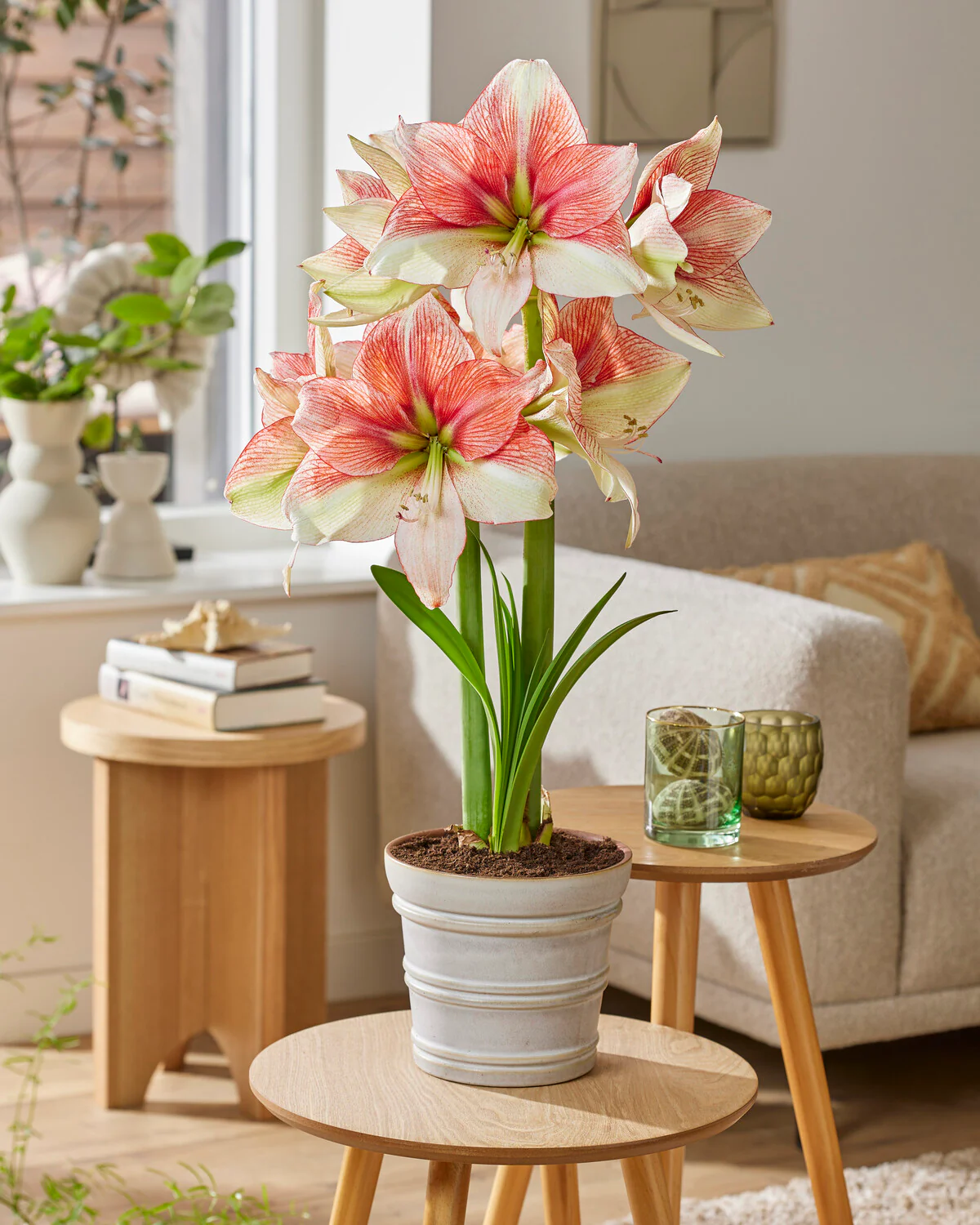 Amaryllis 'Grandise Fantasy' - Image 3