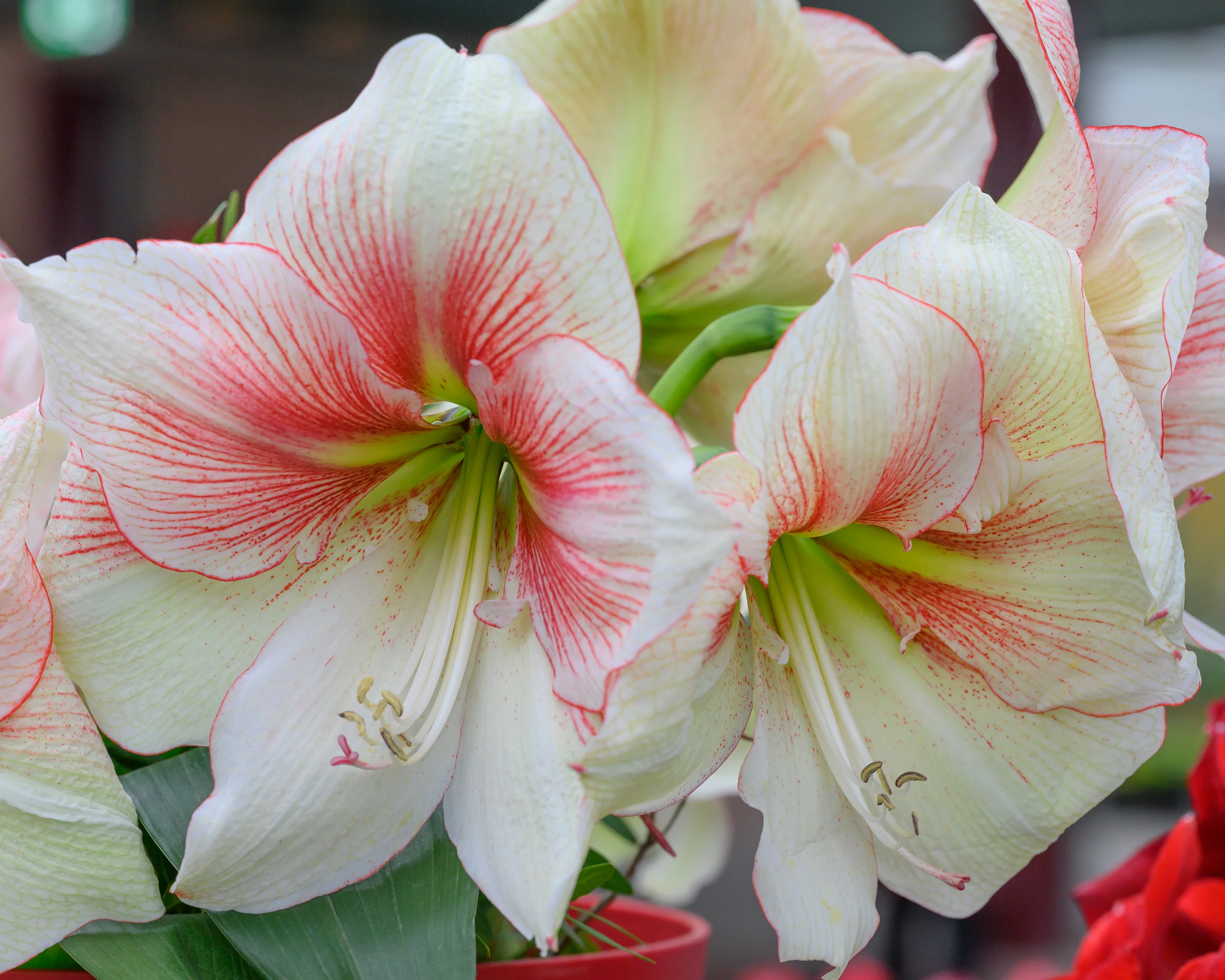 Amaryllis 'Grandise Fantasy' - Image 4