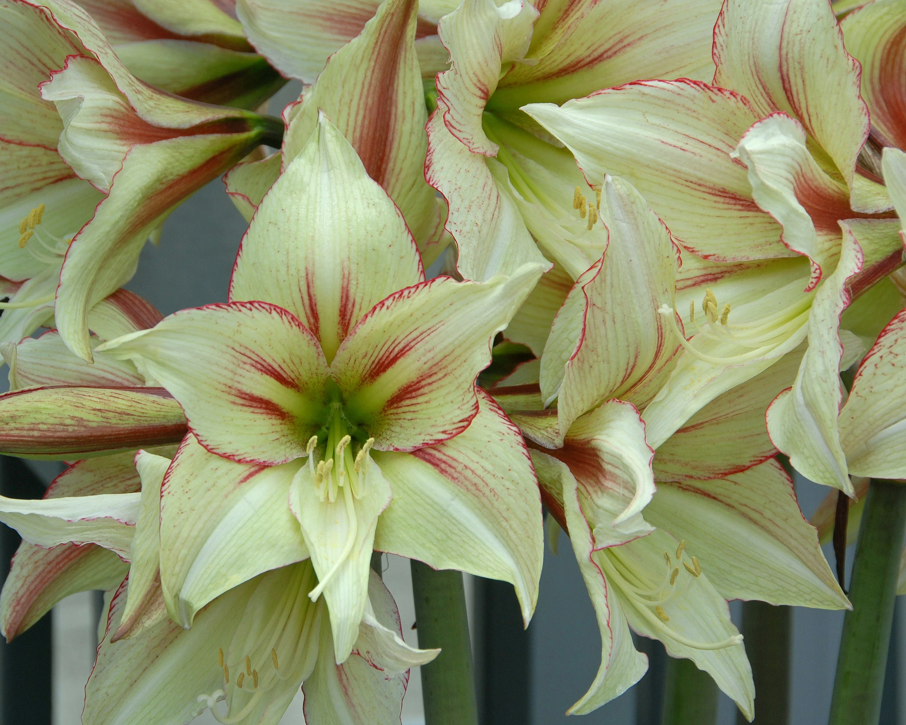 Amaryllis 'Green Magic' - Image 3