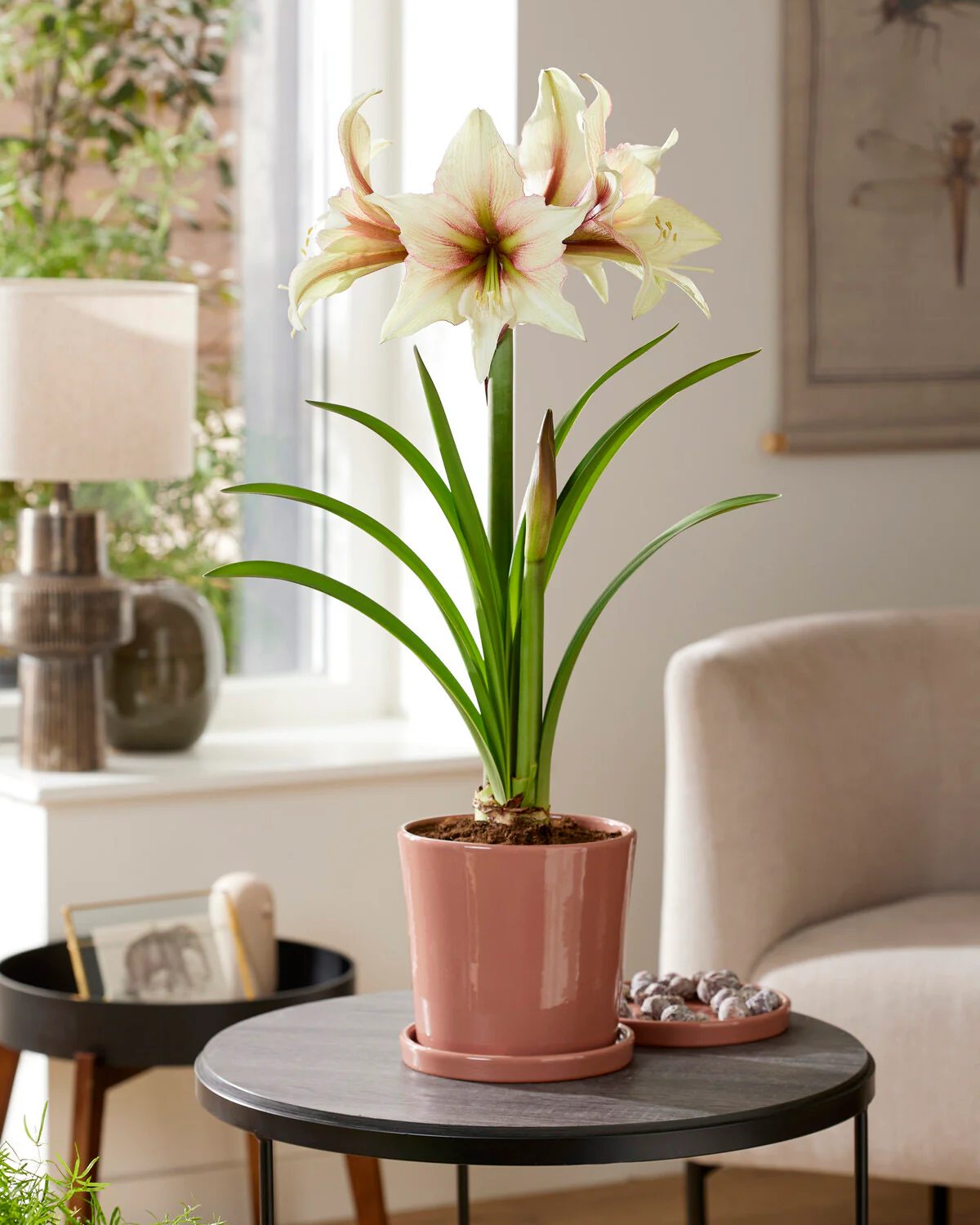 Amaryllis 'Green Magic' - Image 4