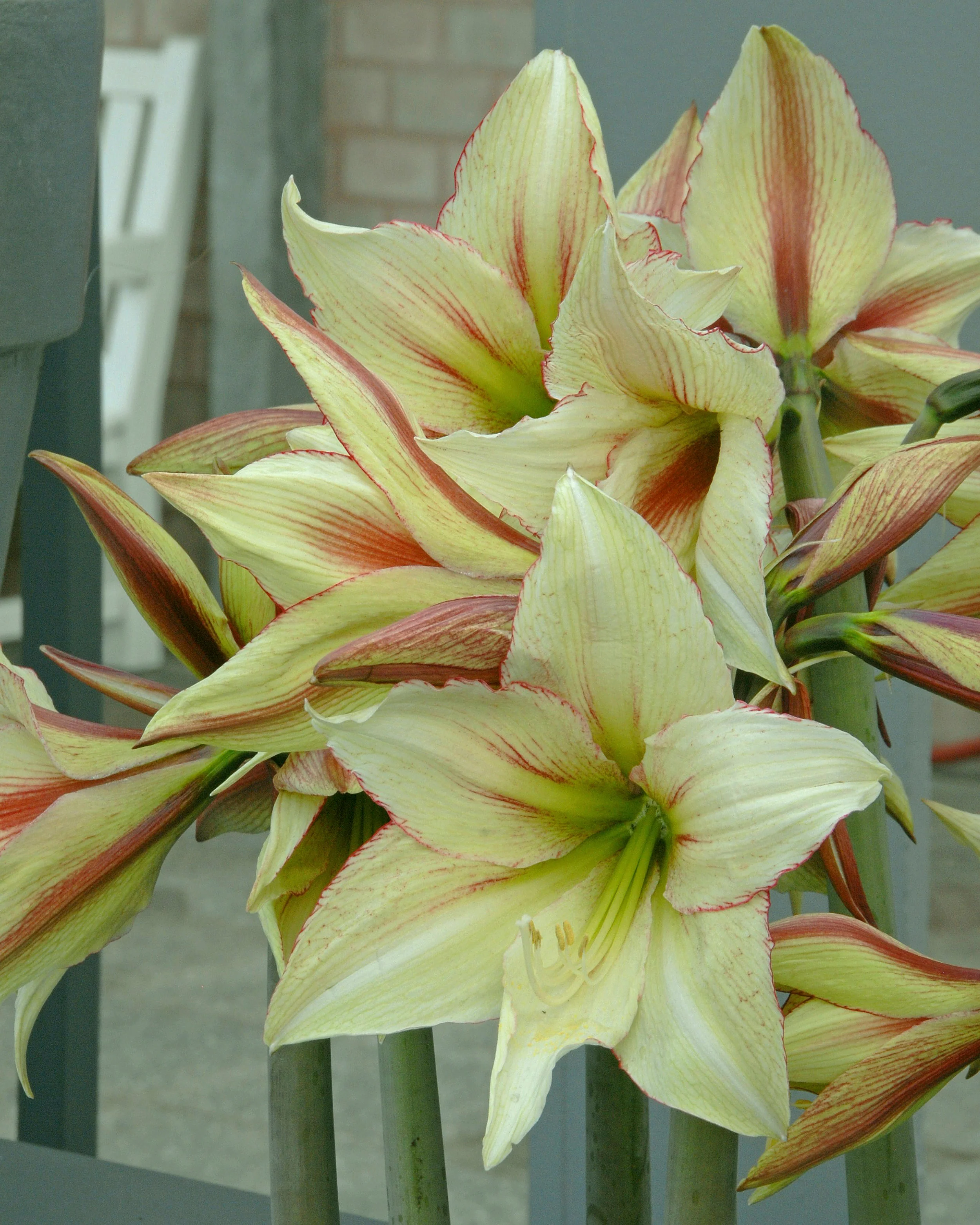 Amaryllis 'Green Valley' - Image 4