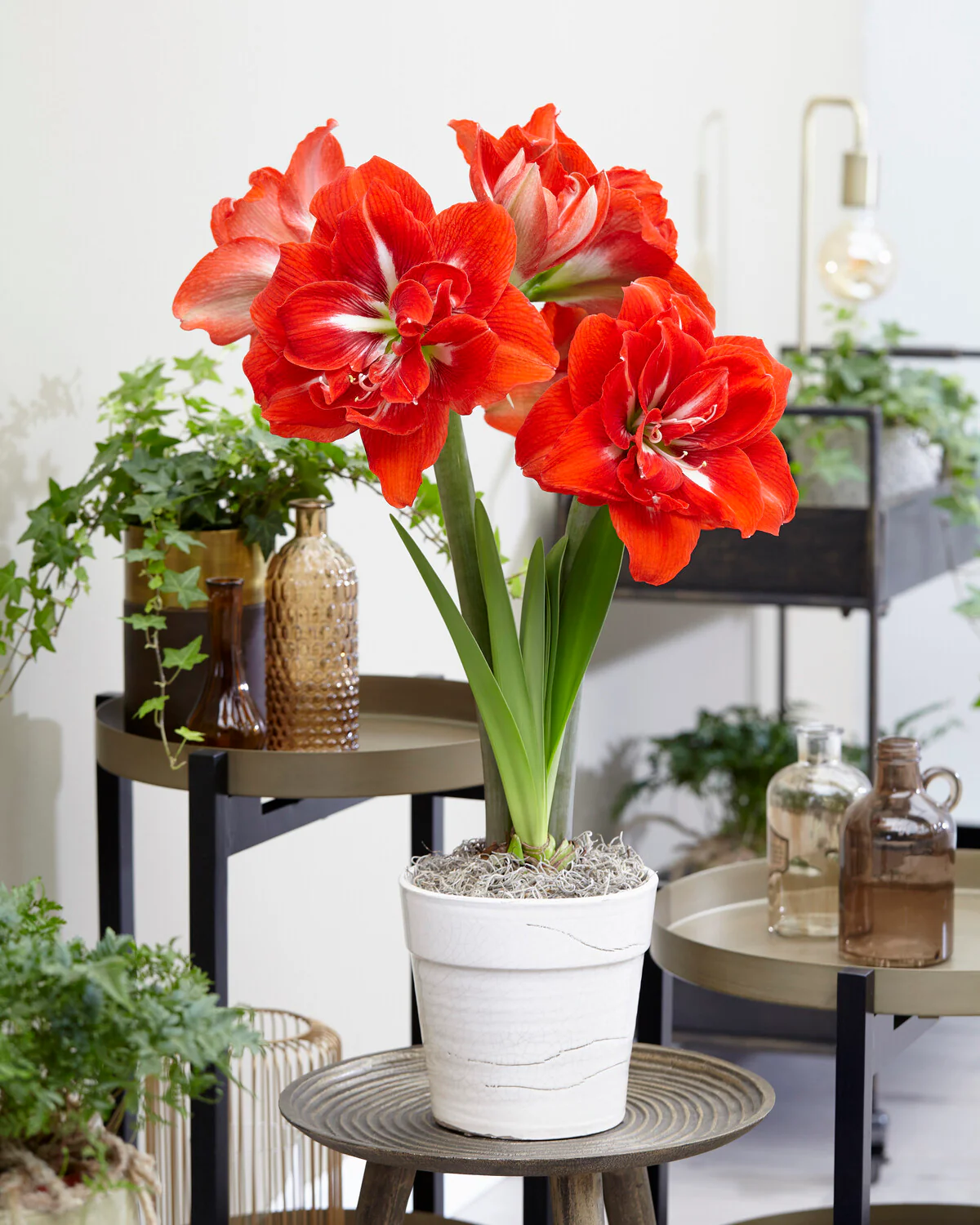 Amaryllis 'Happy Nymph' - Image 2