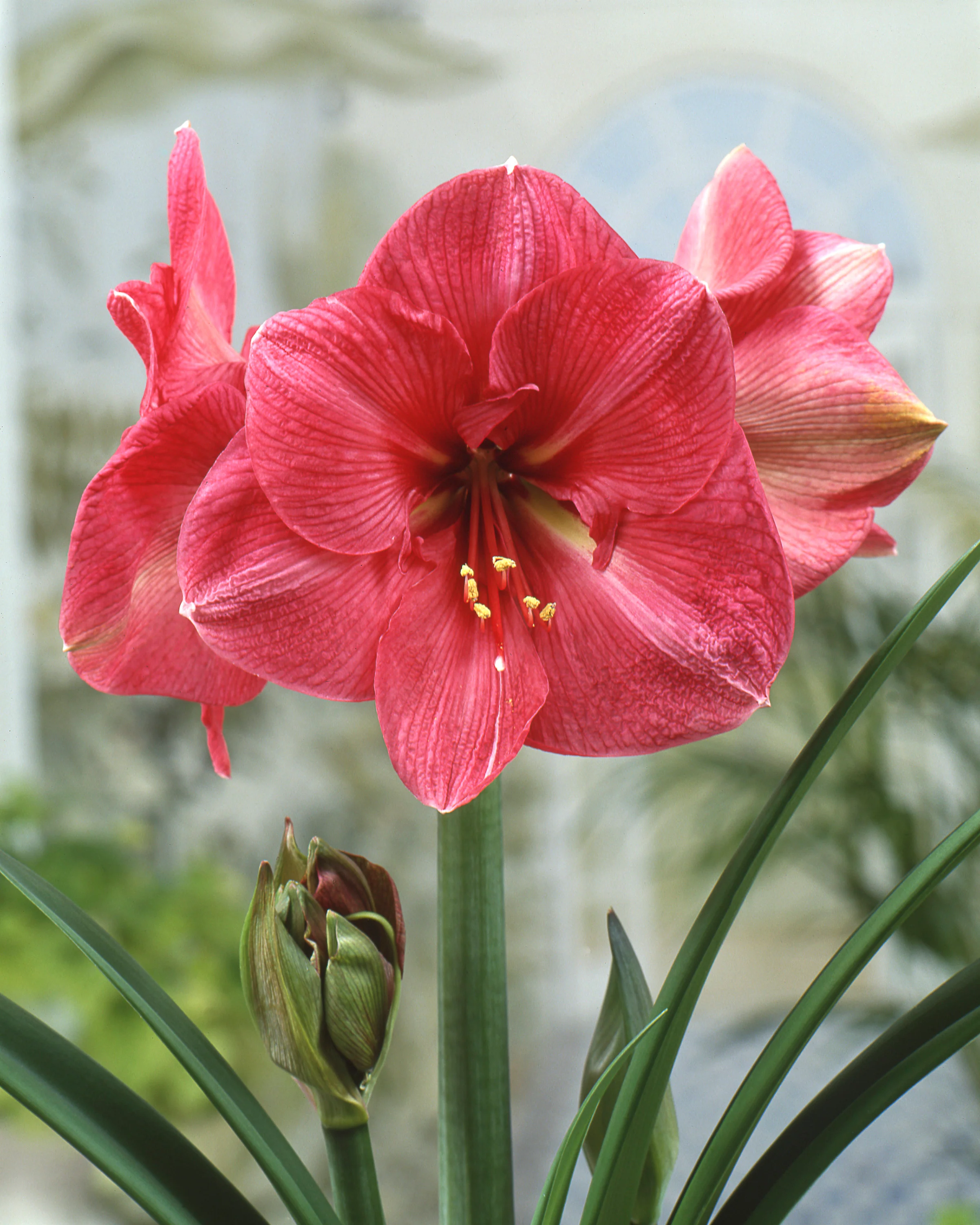 Amaryllis 'Hercules' - Image 3