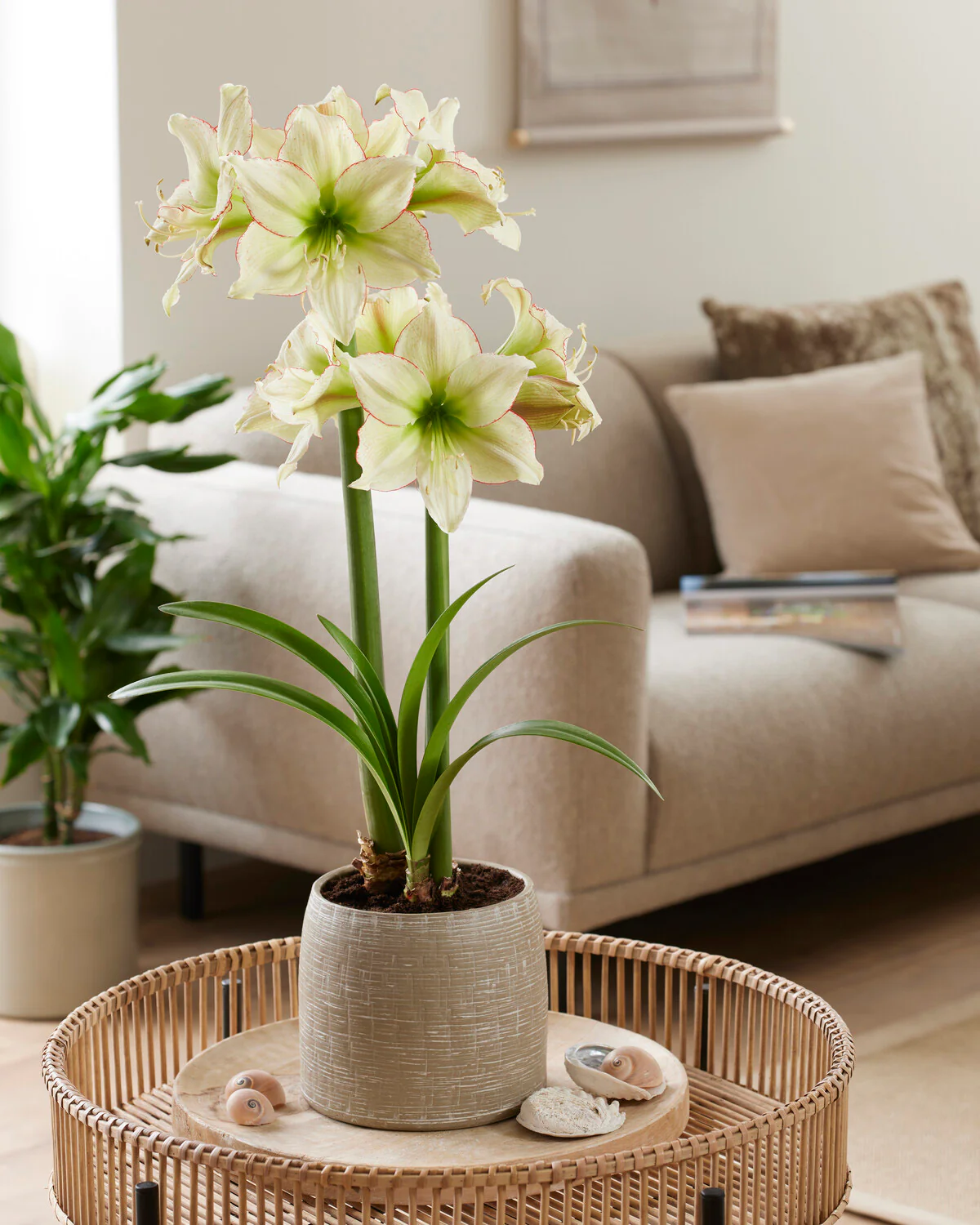 Amaryllis 'Lemon Cream' - Image 3