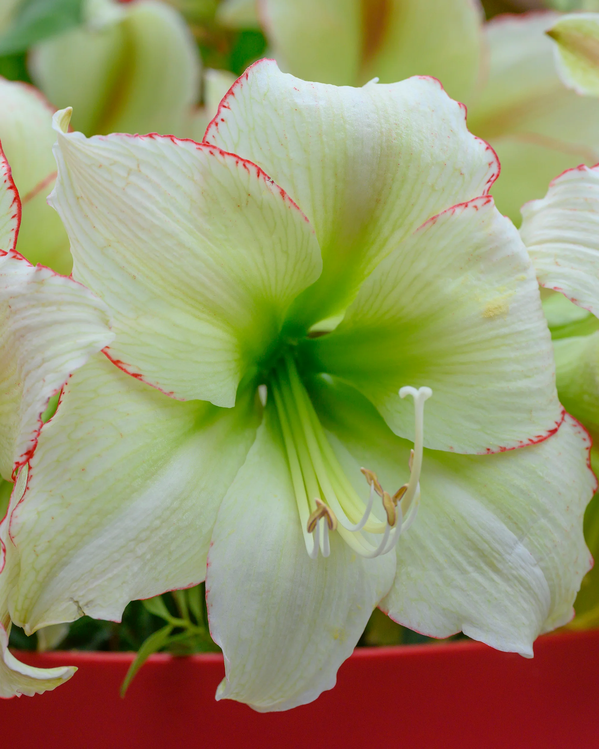 Amaryllis 'Lemon Cream' - Image 4