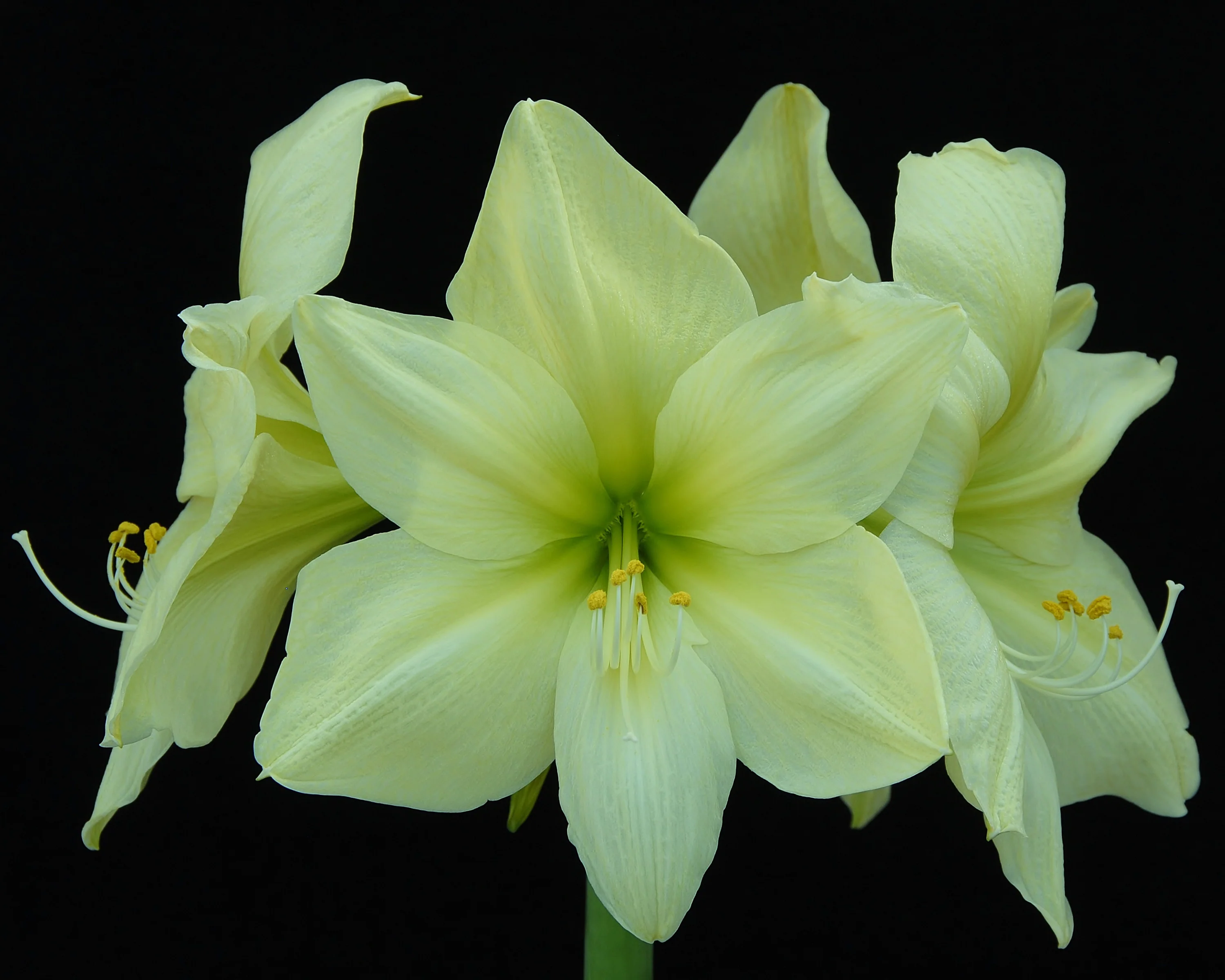 Amaryllis 'Lemon Star' - Image 10