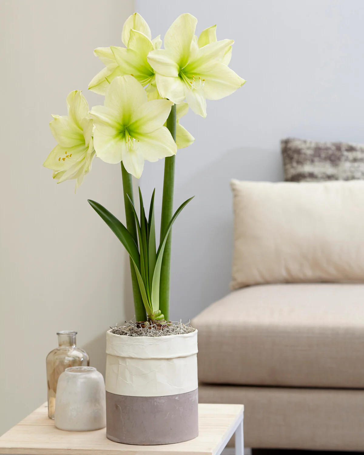 Amaryllis 'Lemon Star' - Image 4