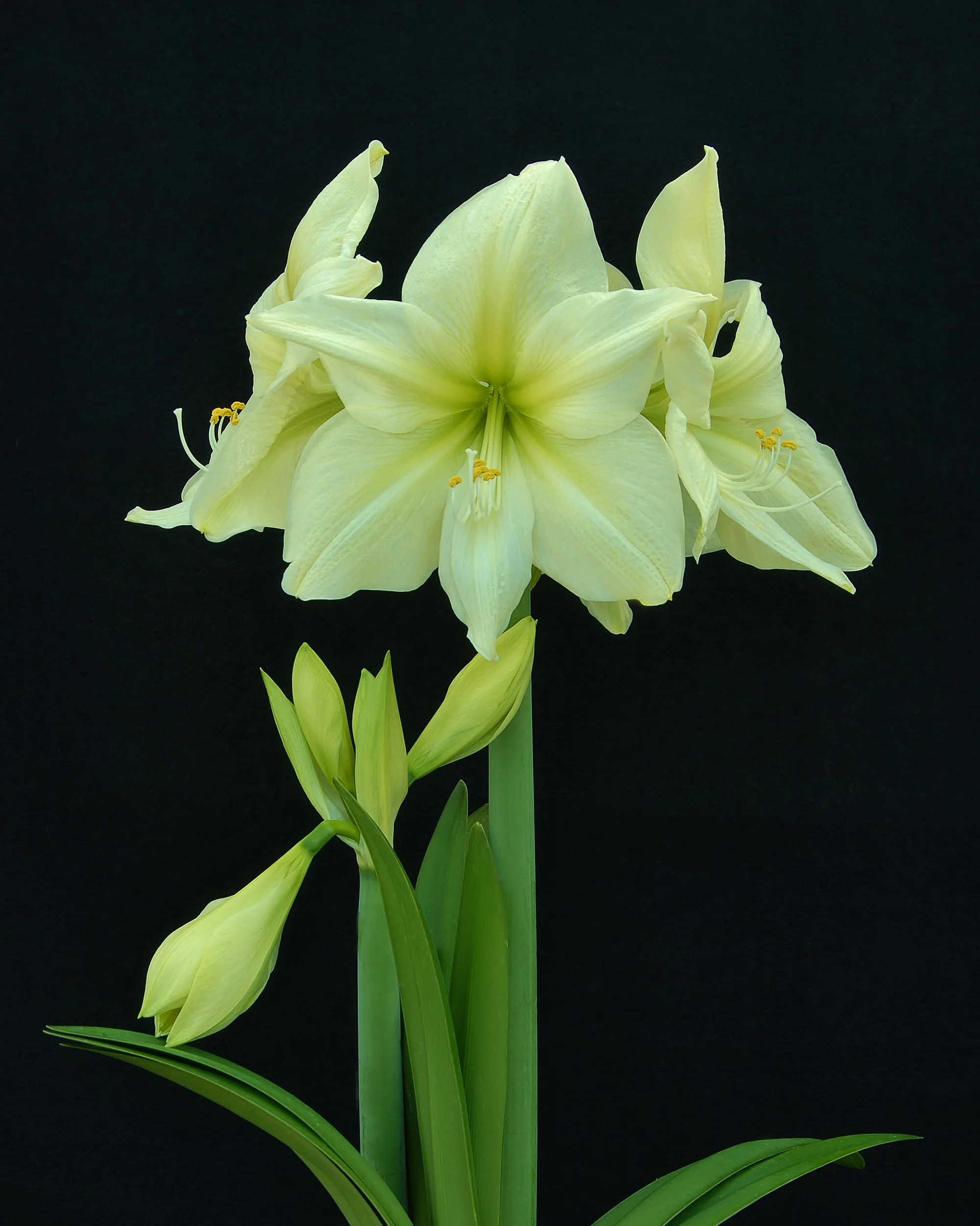 Amaryllis 'Lemon Star' - Image 5