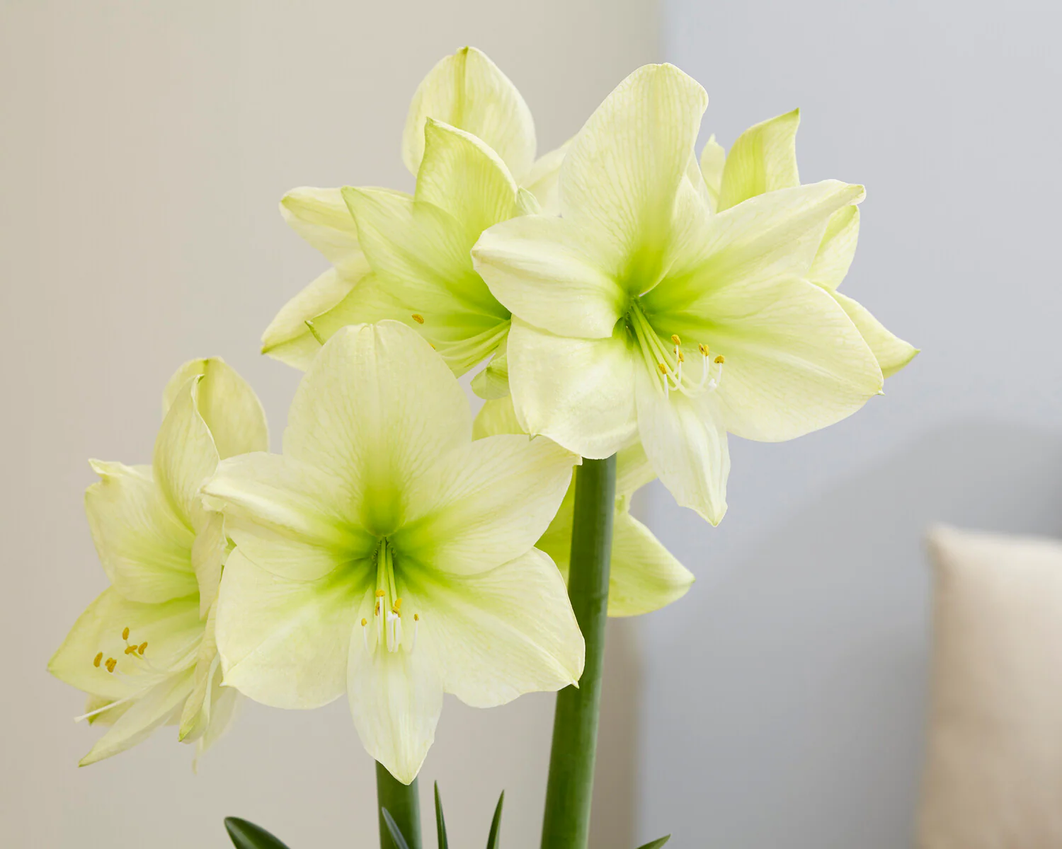 Amaryllis 'Lemon Star' - Image 7