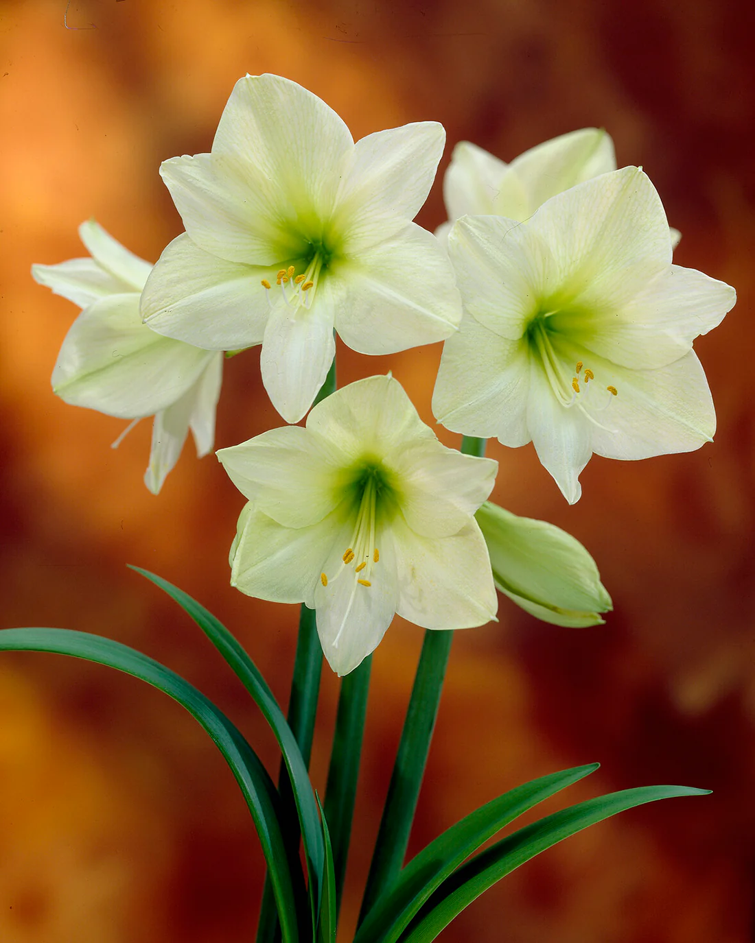 Amaryllis 'Lemon Star' - Image 8