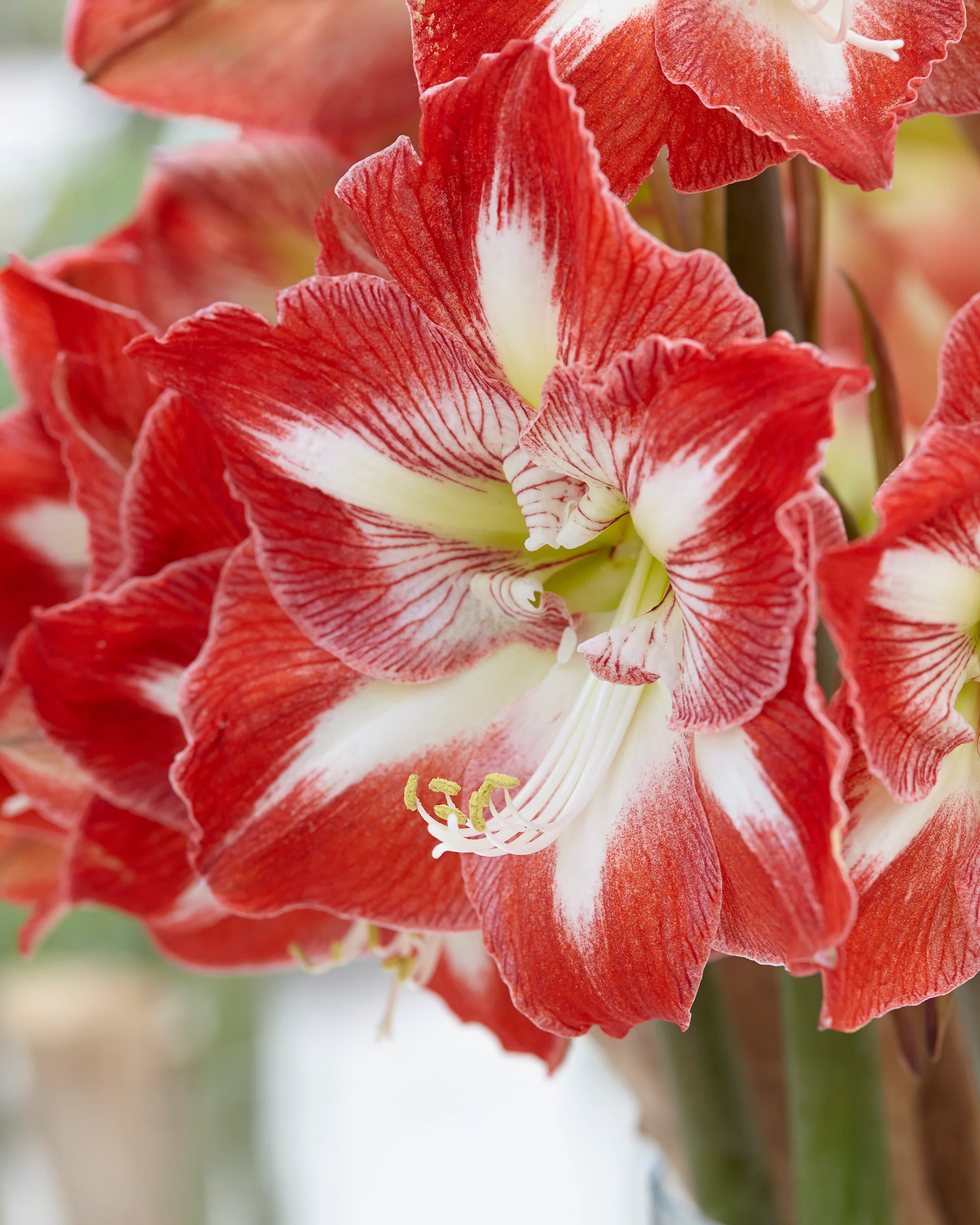 Amaryllis 'Minerva' - Image 3