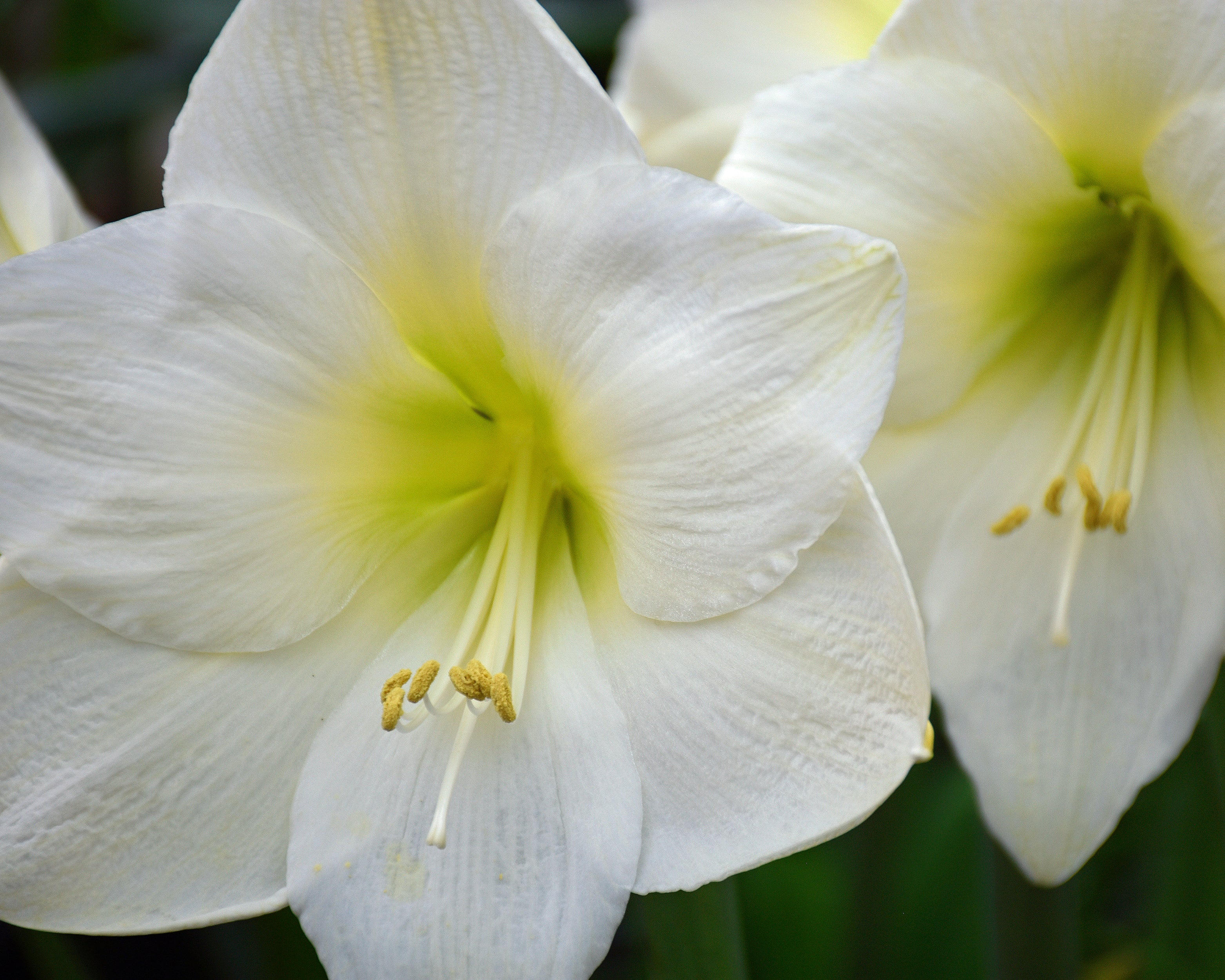 Amaryllis 'Mont Blanc' - Image 4