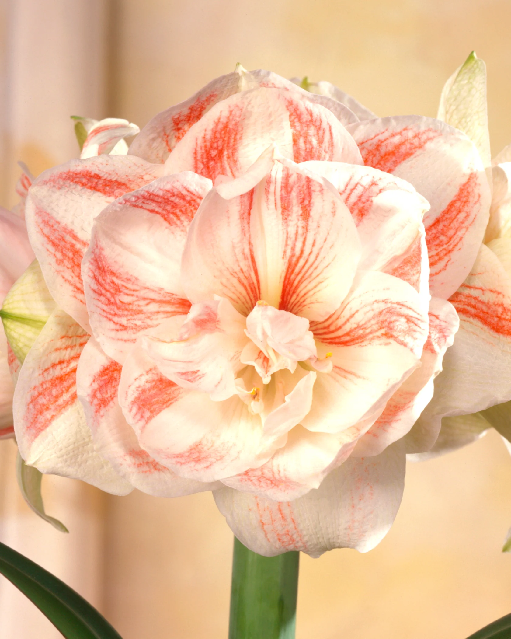Amaryllis 'Nymph' - Image 2