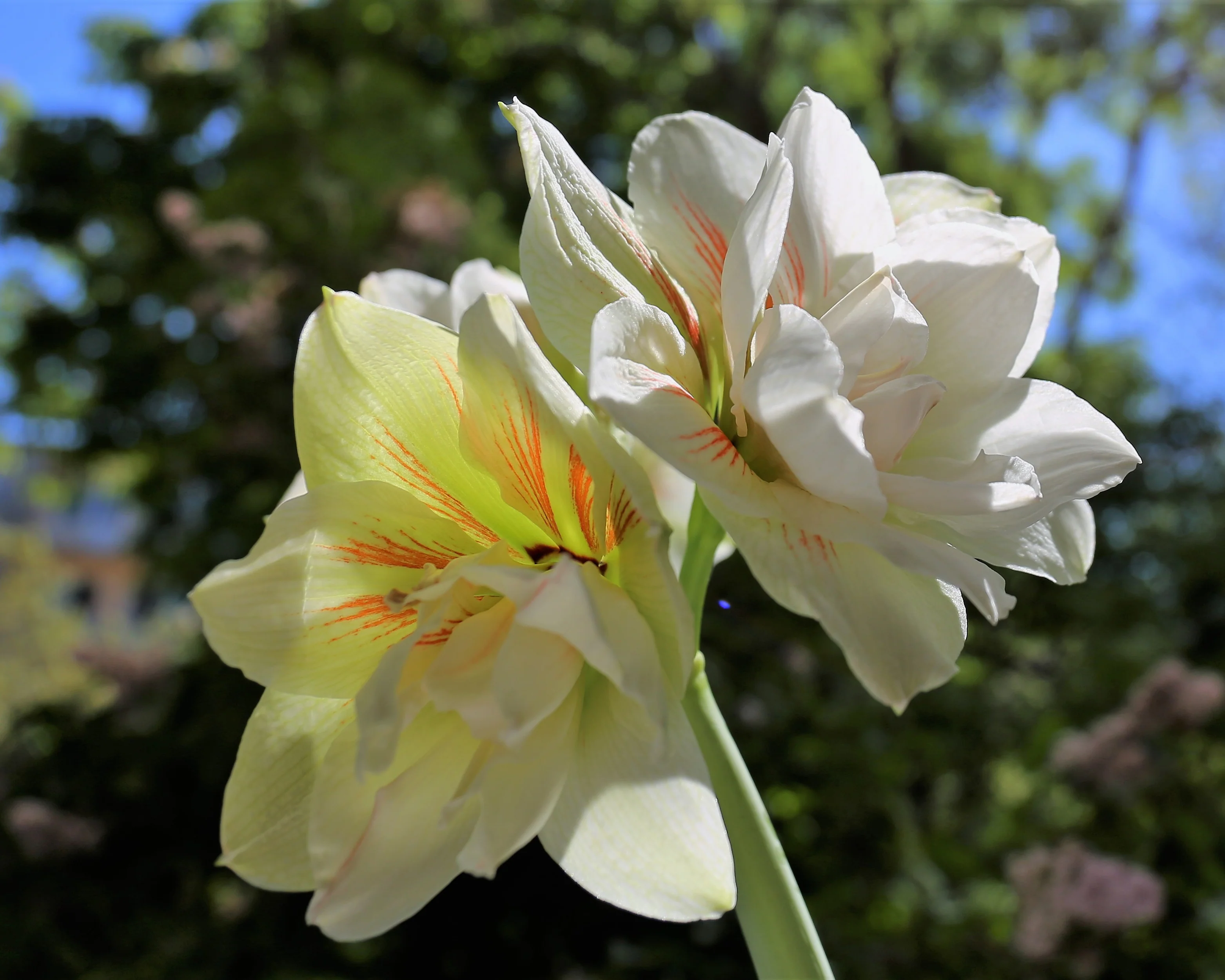 Amaryllis 'Nymph' - Image 4