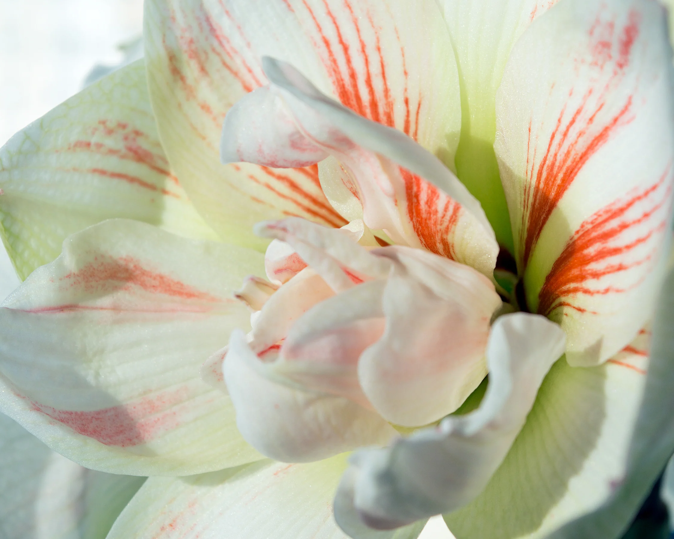 Amaryllis 'Nymph' - Image 6