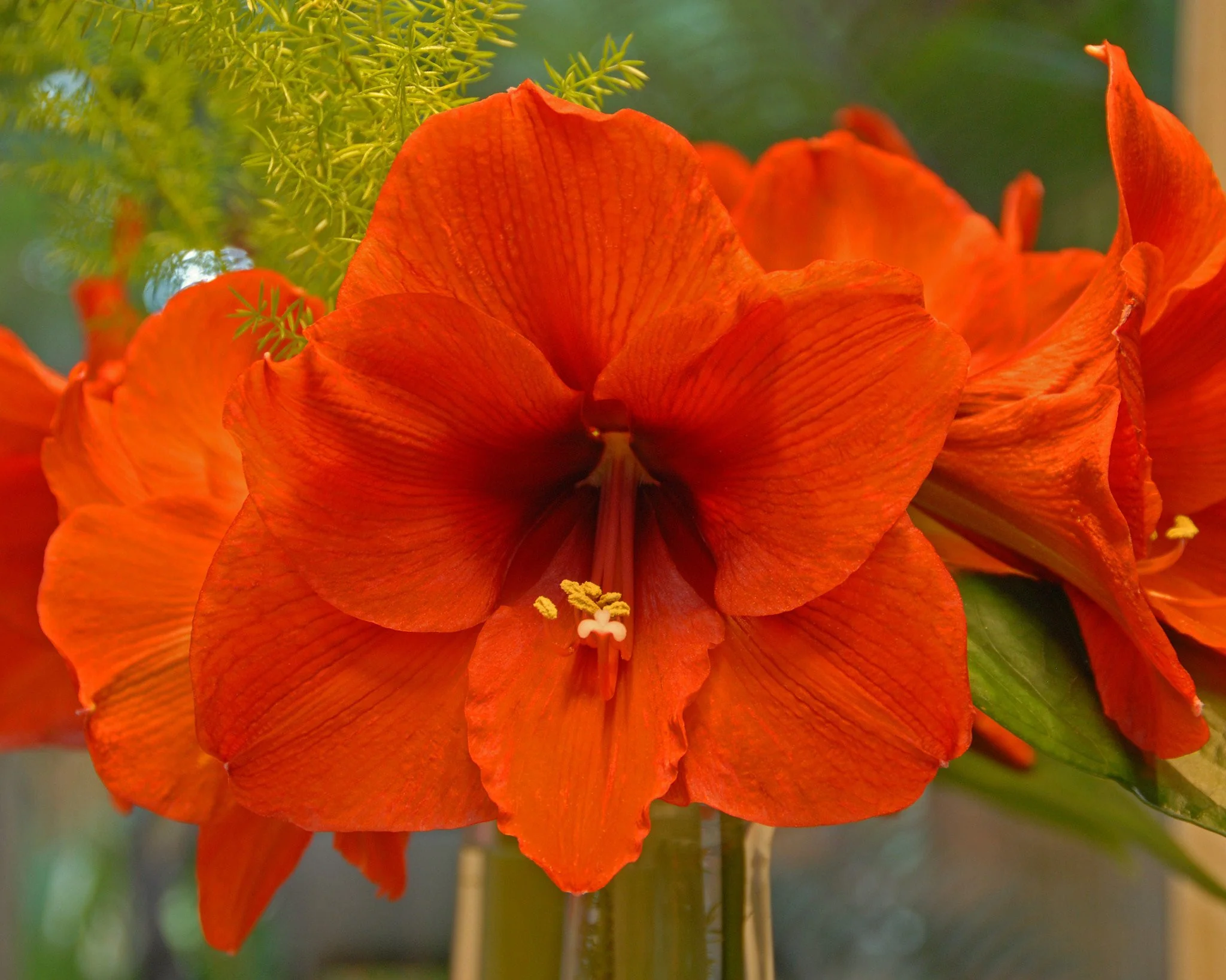 Amaryllis 'Orange Souvereign' - Image 3