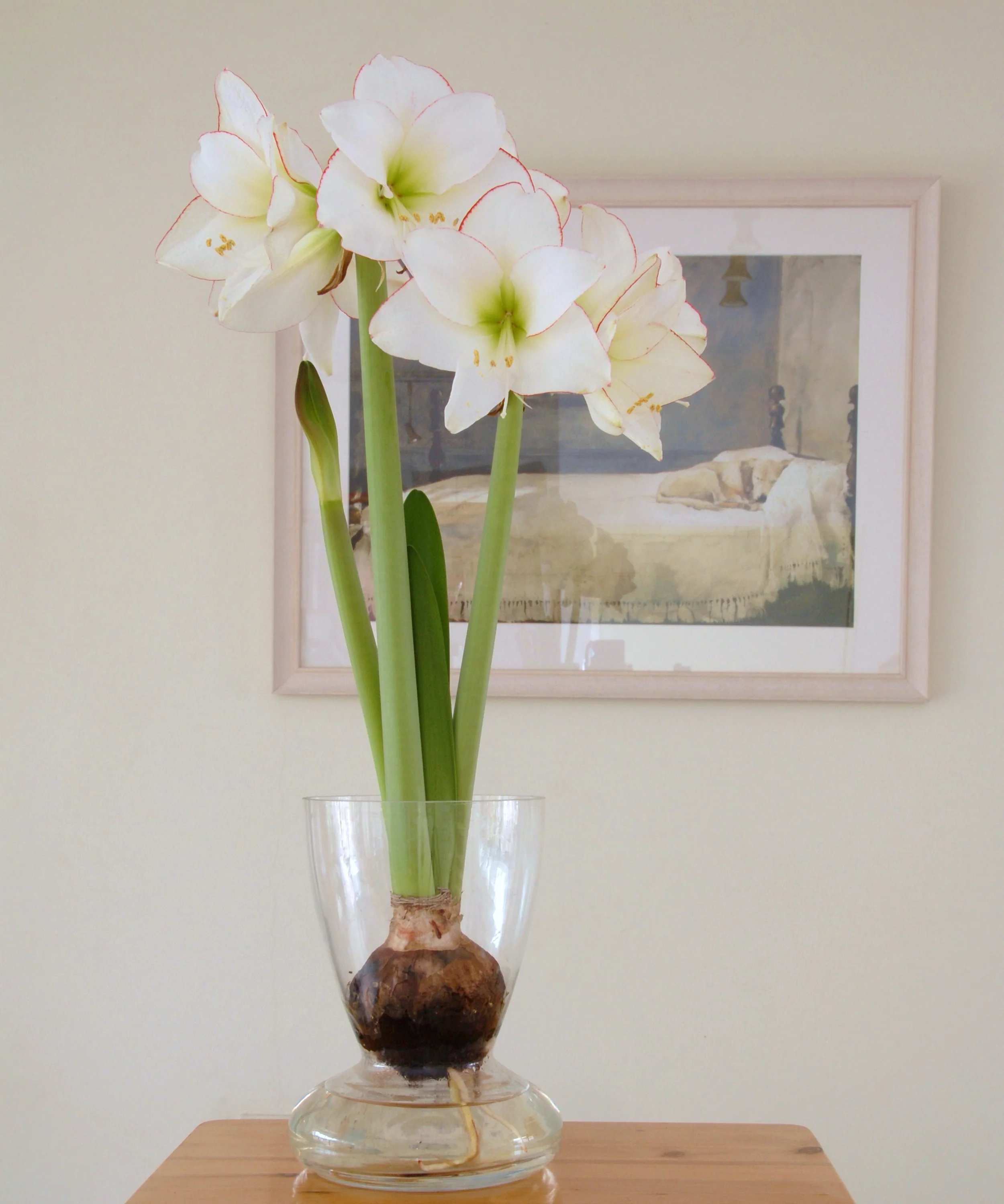 Amaryllis 'Picotee' - Image 3