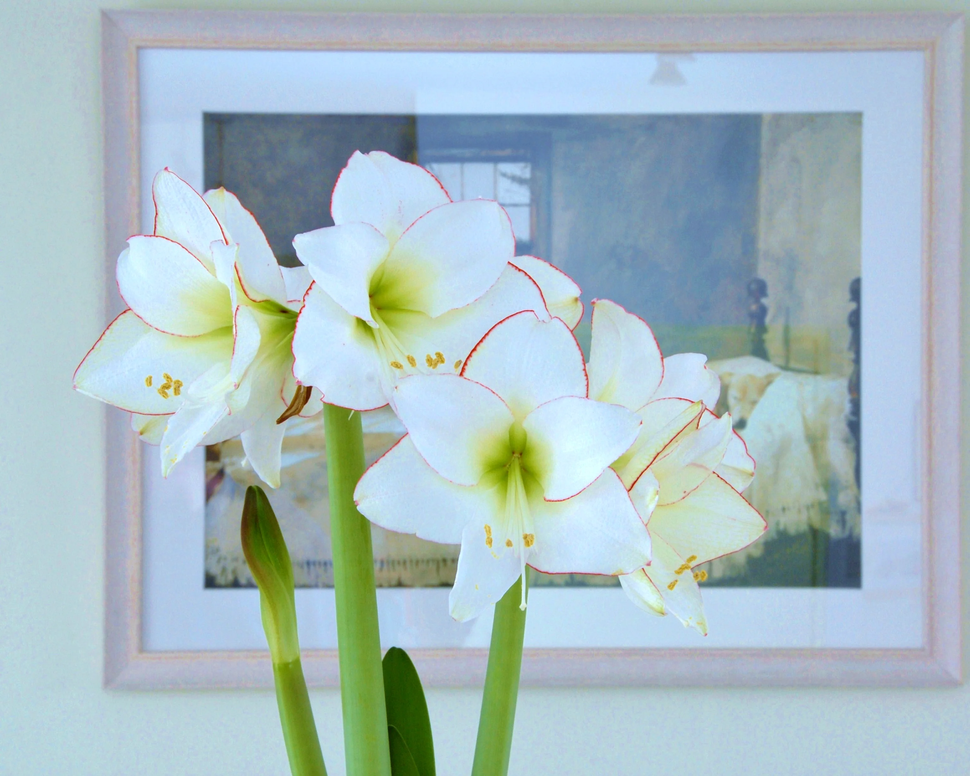 Amaryllis 'Picotee' - Image 5
