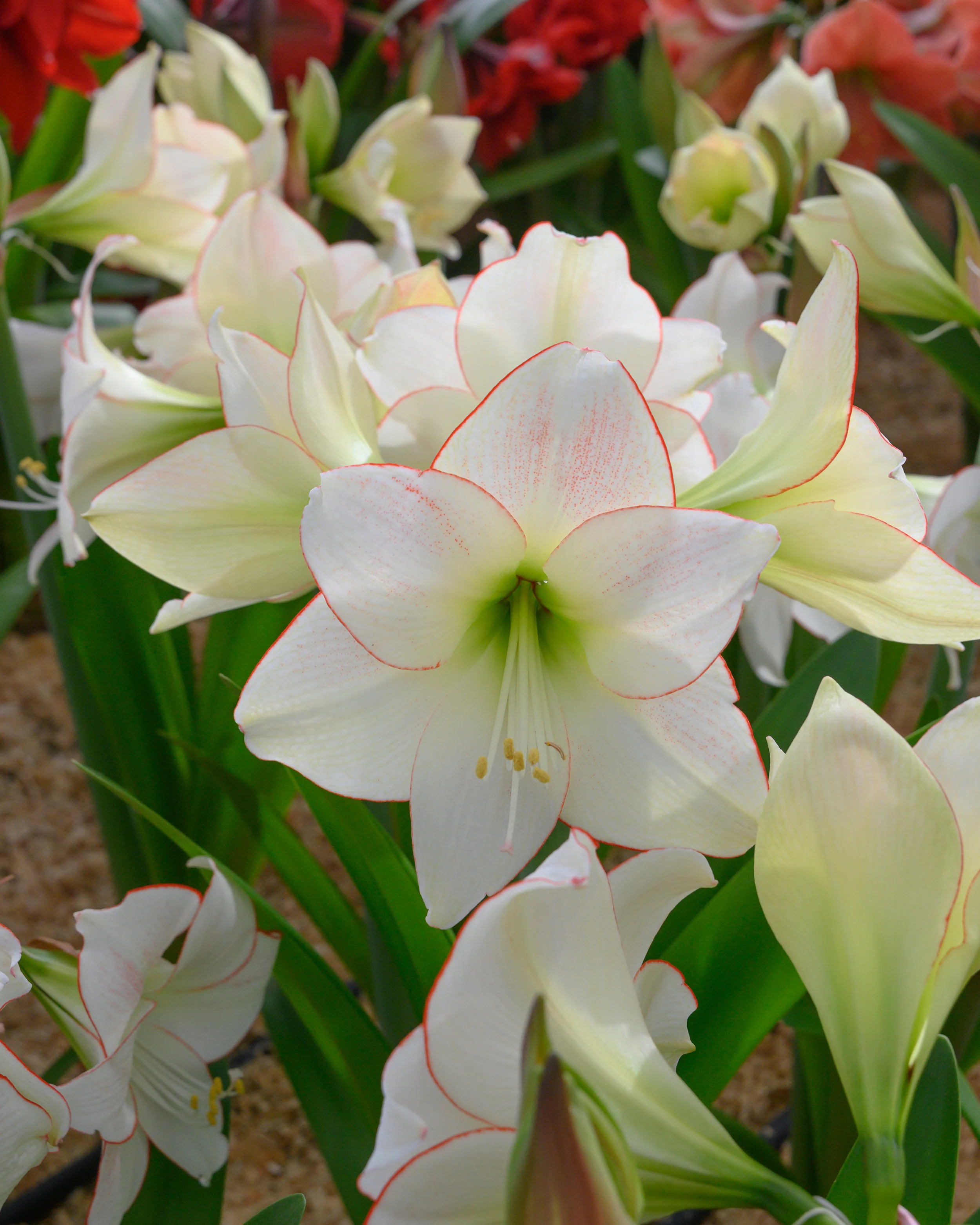 Amaryllis 'Picotee' - Image 6