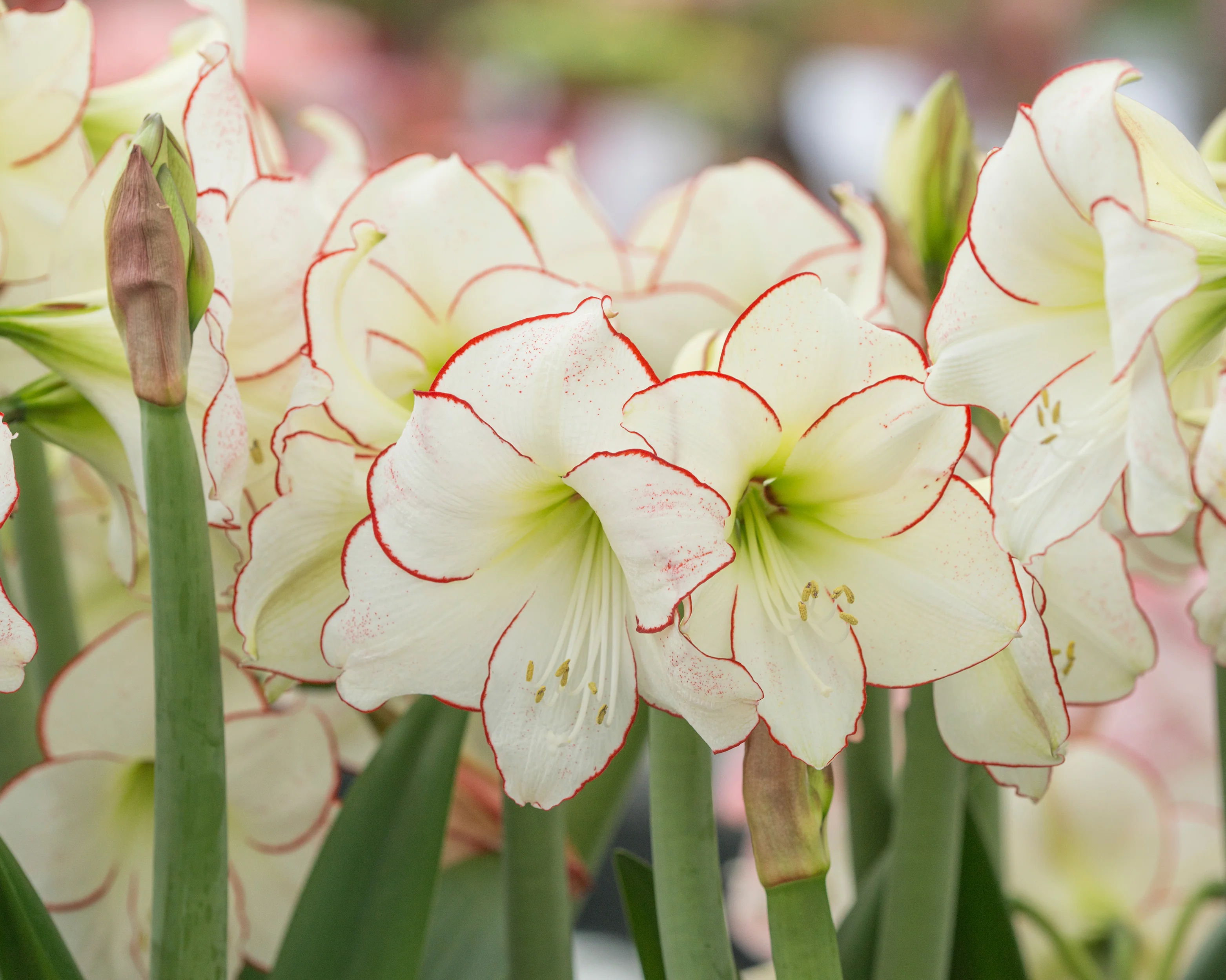 Amaryllis 'Picotee' - Image 7