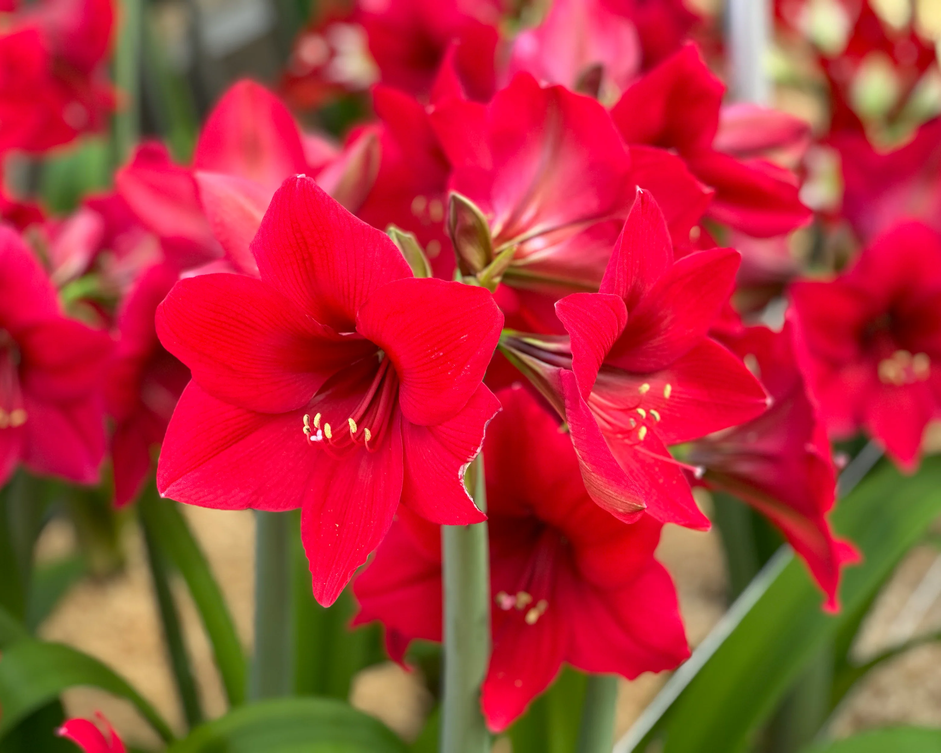Amaryllis 'Pleasure' - Image 11
